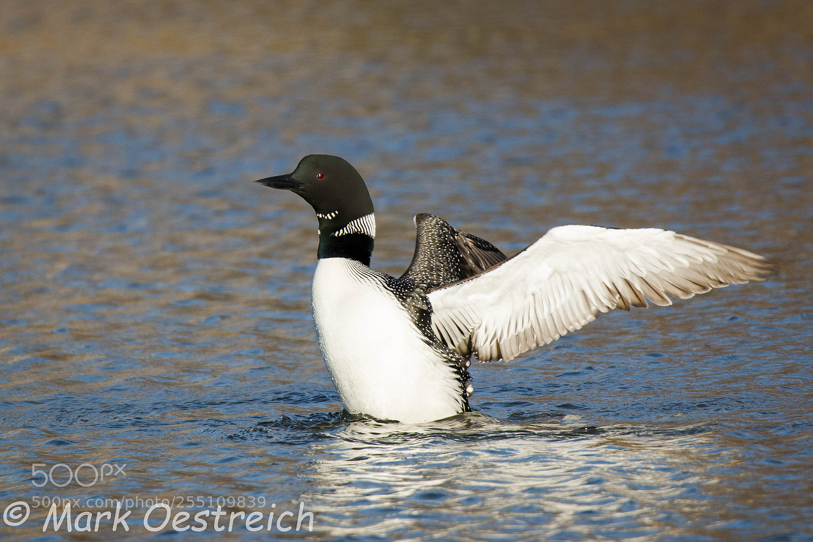 Canon EOS 70D sample photo. Common loon photography