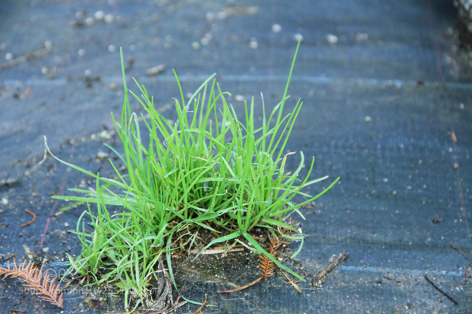 Canon EOS 7D sample photo. The tenacity of life photography