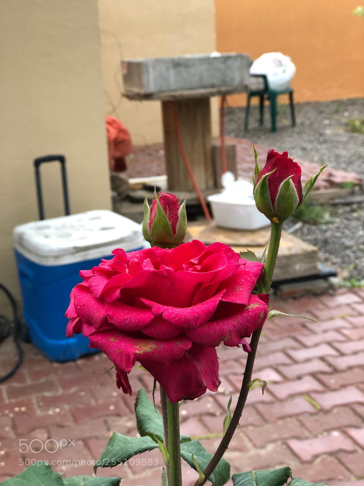 Apple iPhone 8 Plus sample photo. Rose photography