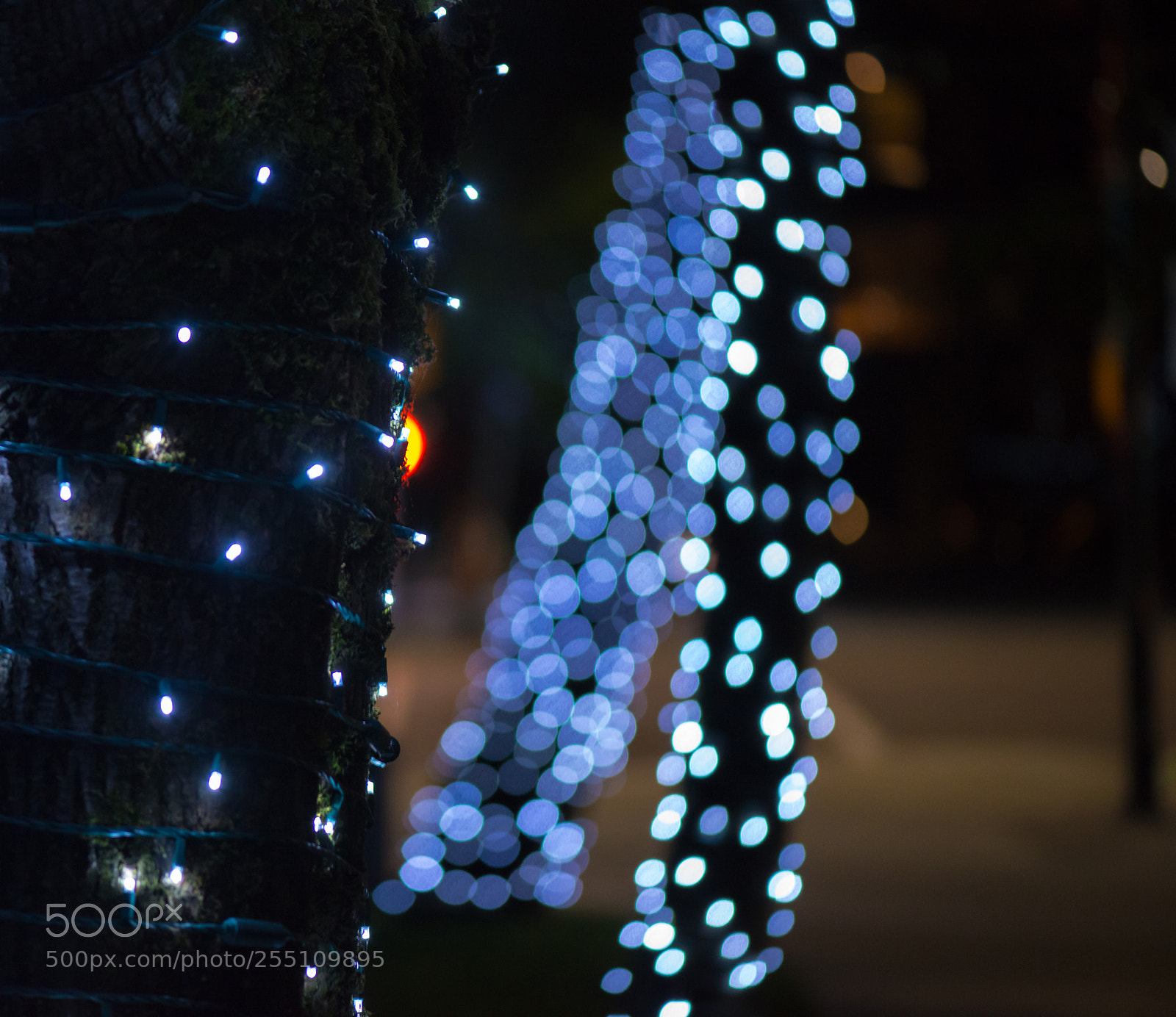 Nikon D800 sample photo. Bokeh photography