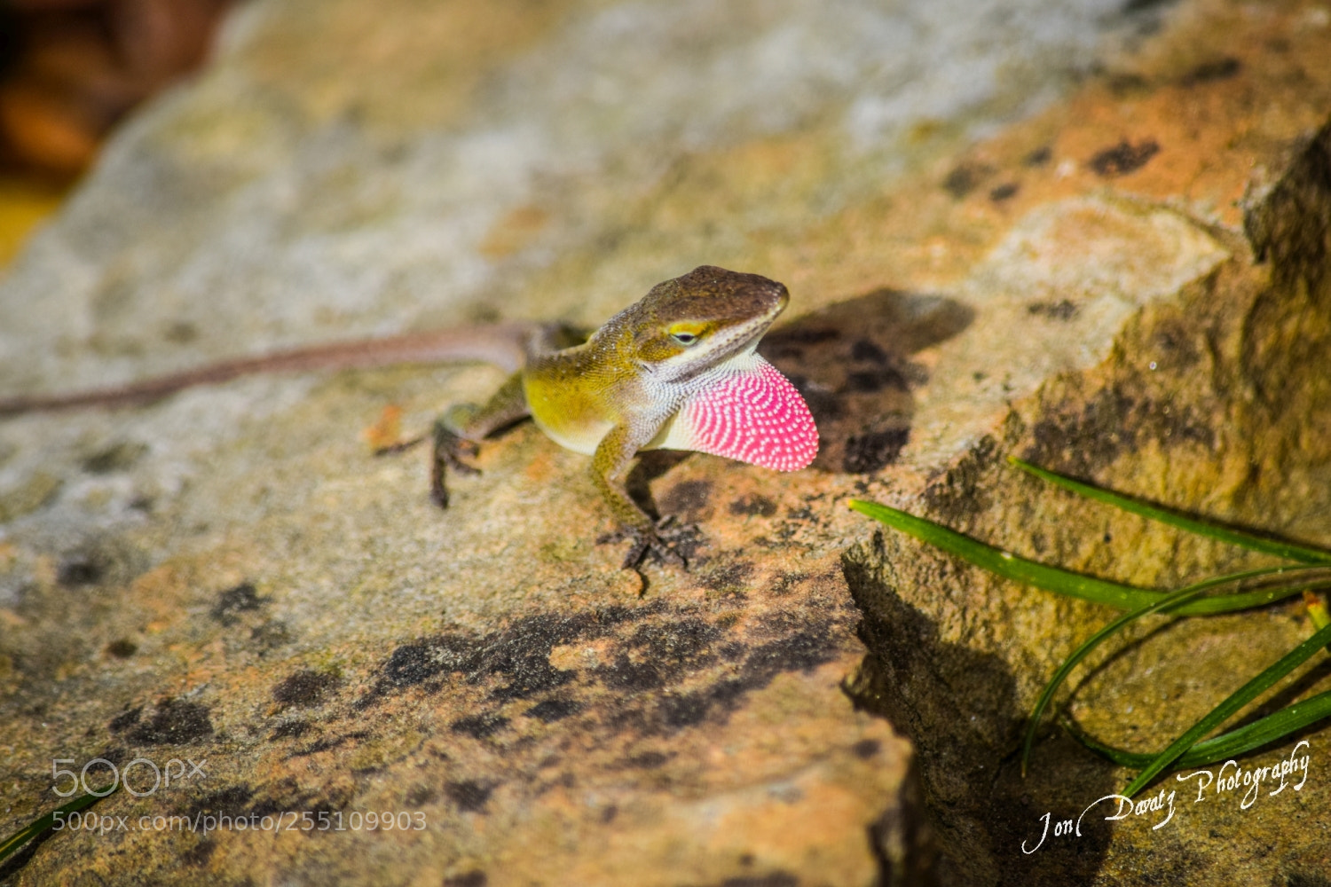Nikon D5300 sample photo. Lizzy the lizard photography