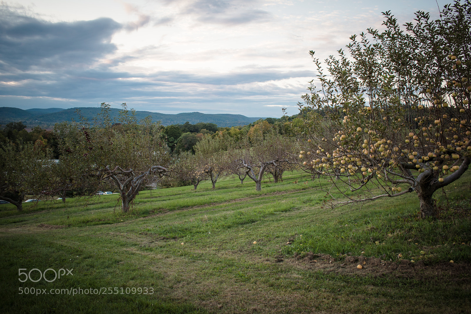 Nikon D5500 sample photo. Orchard  photography