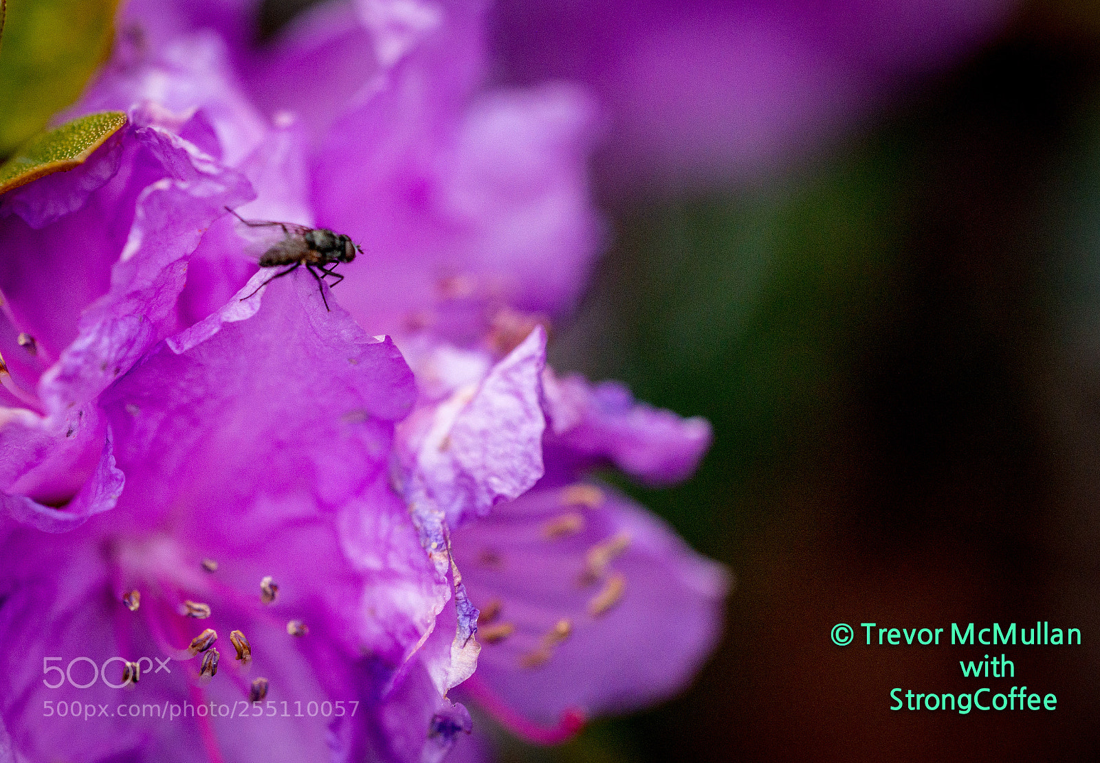 Nikon D800 sample photo. Purple bush flower and photography