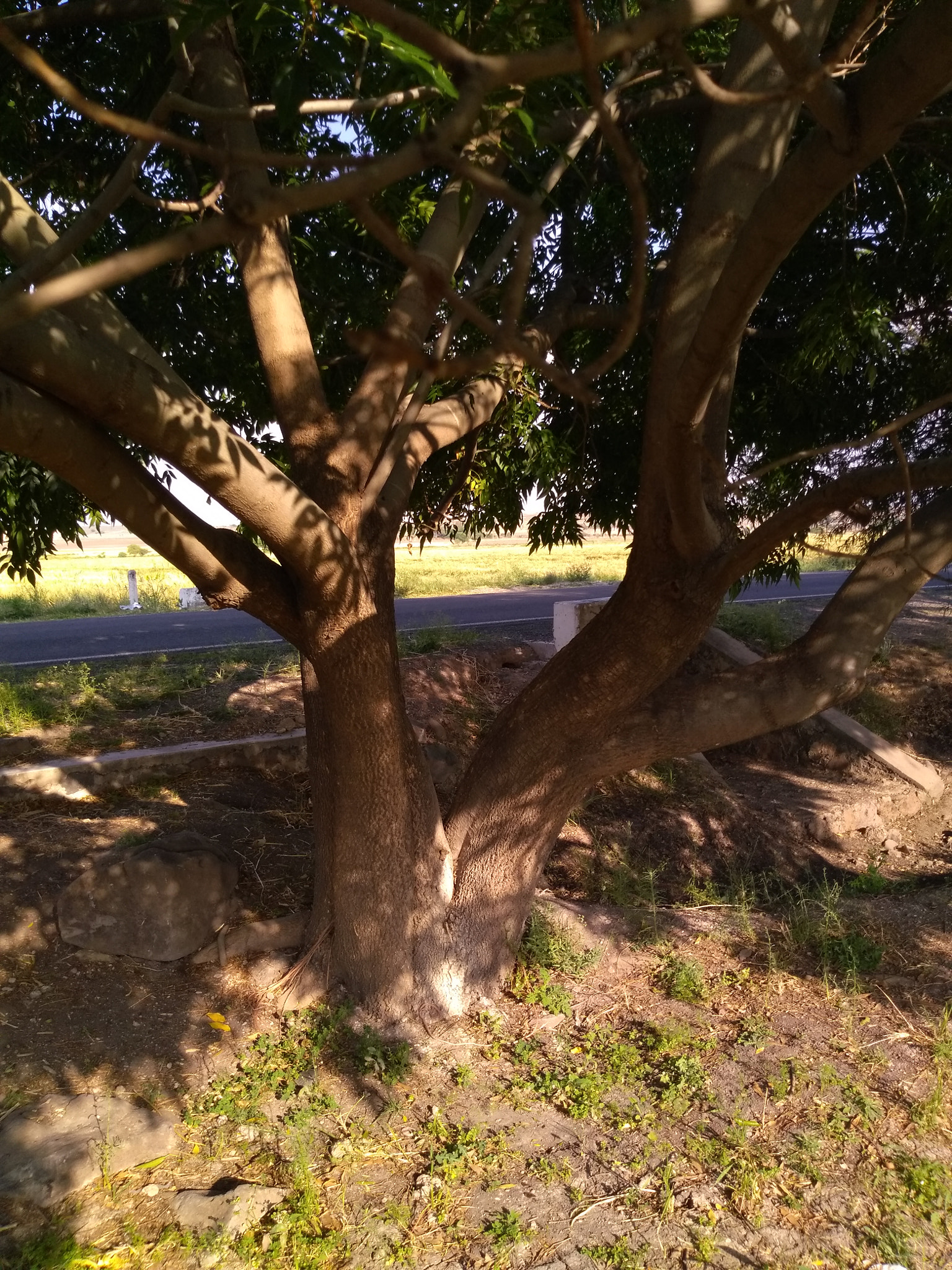 Motorola Moto E (4) Plus sample photo. Under the shade photography