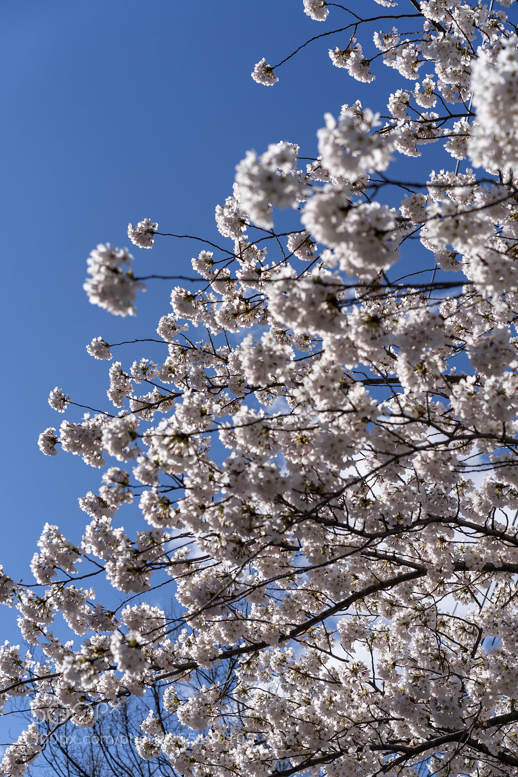 Sony a7 III sample photo. Spring  photography