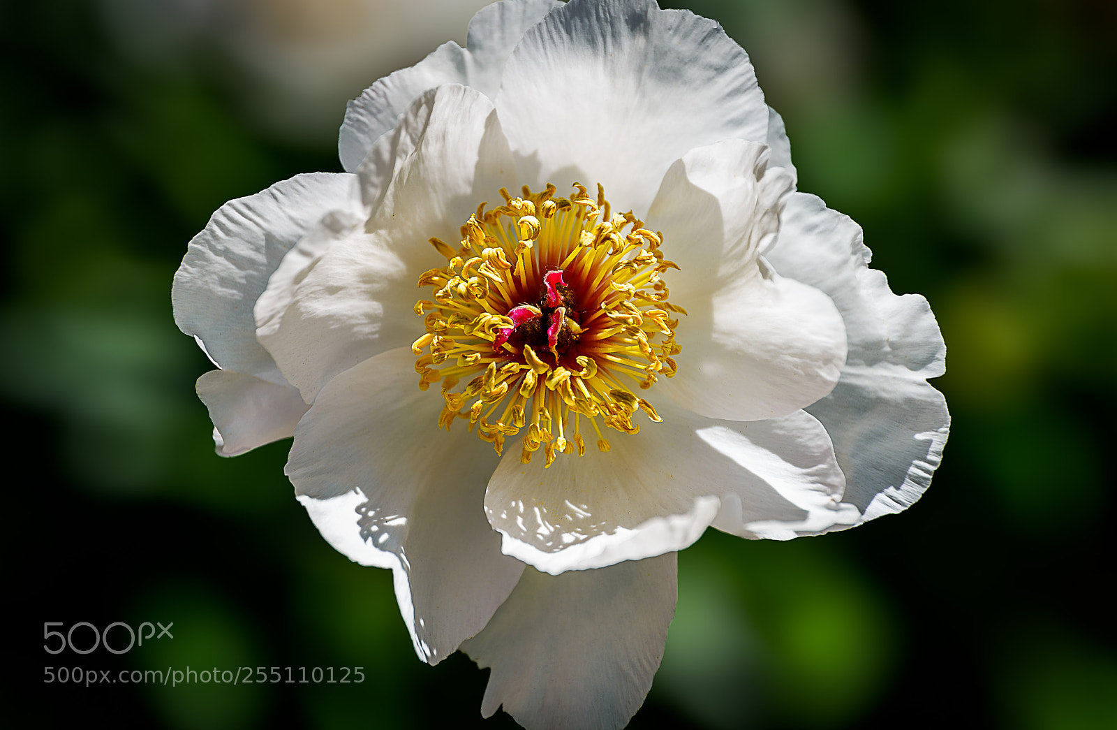 Nikon D610 sample photo. Paeony rose photography
