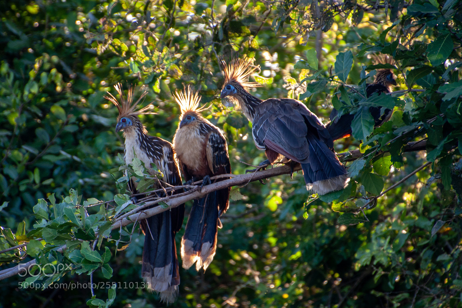 Canon EOS 1000D (EOS Digital Rebel XS / EOS Kiss F) sample photo. Hoatzin in the pampas photography