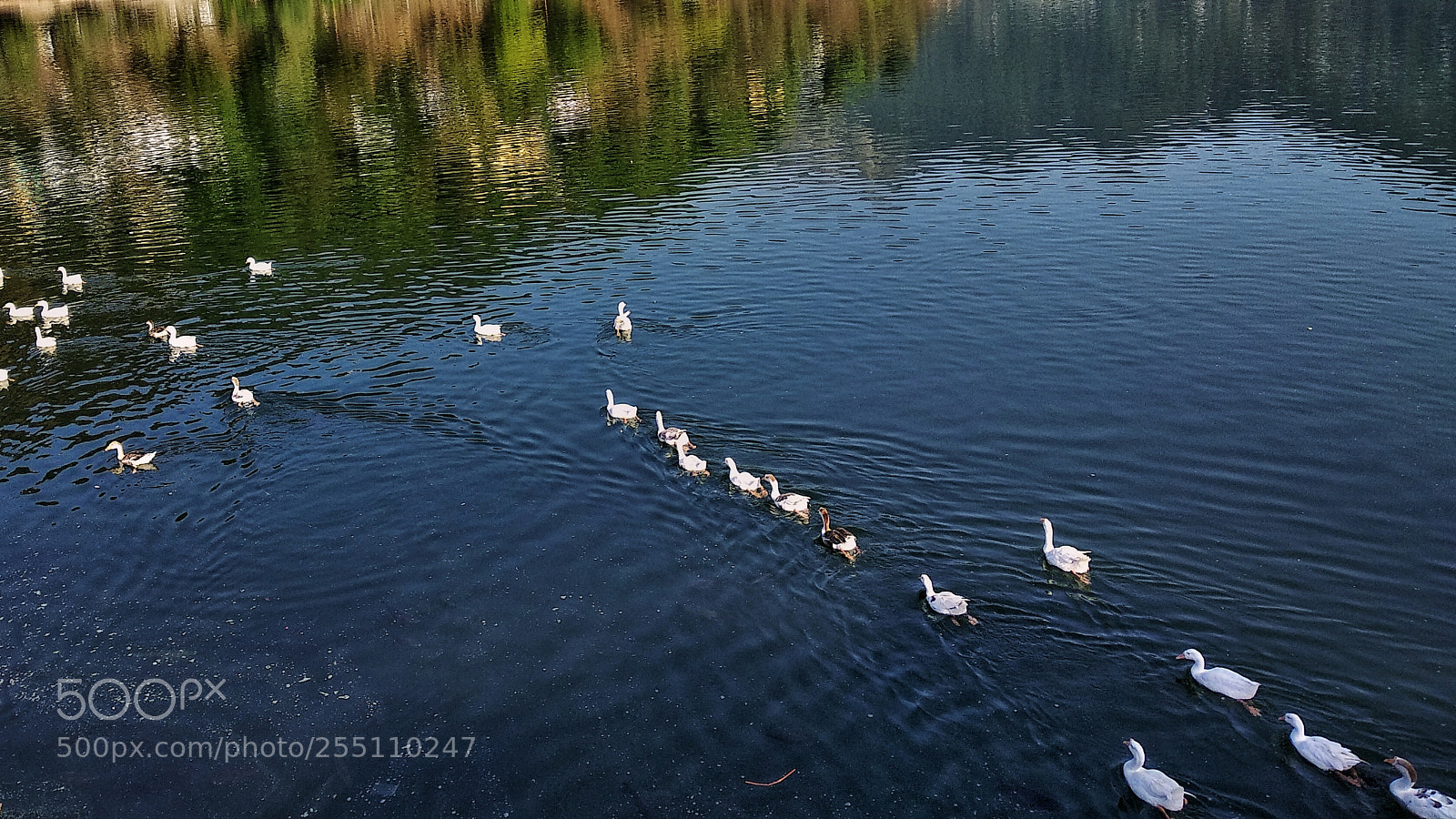 Xiaomi Redmi Note 5 sample photo. Ducks photography