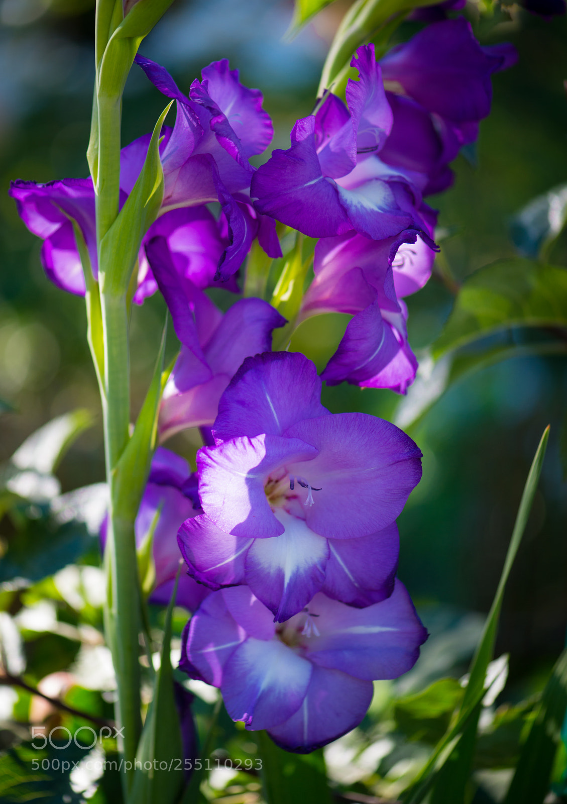 Nikon D800 sample photo. Purple flowers photography