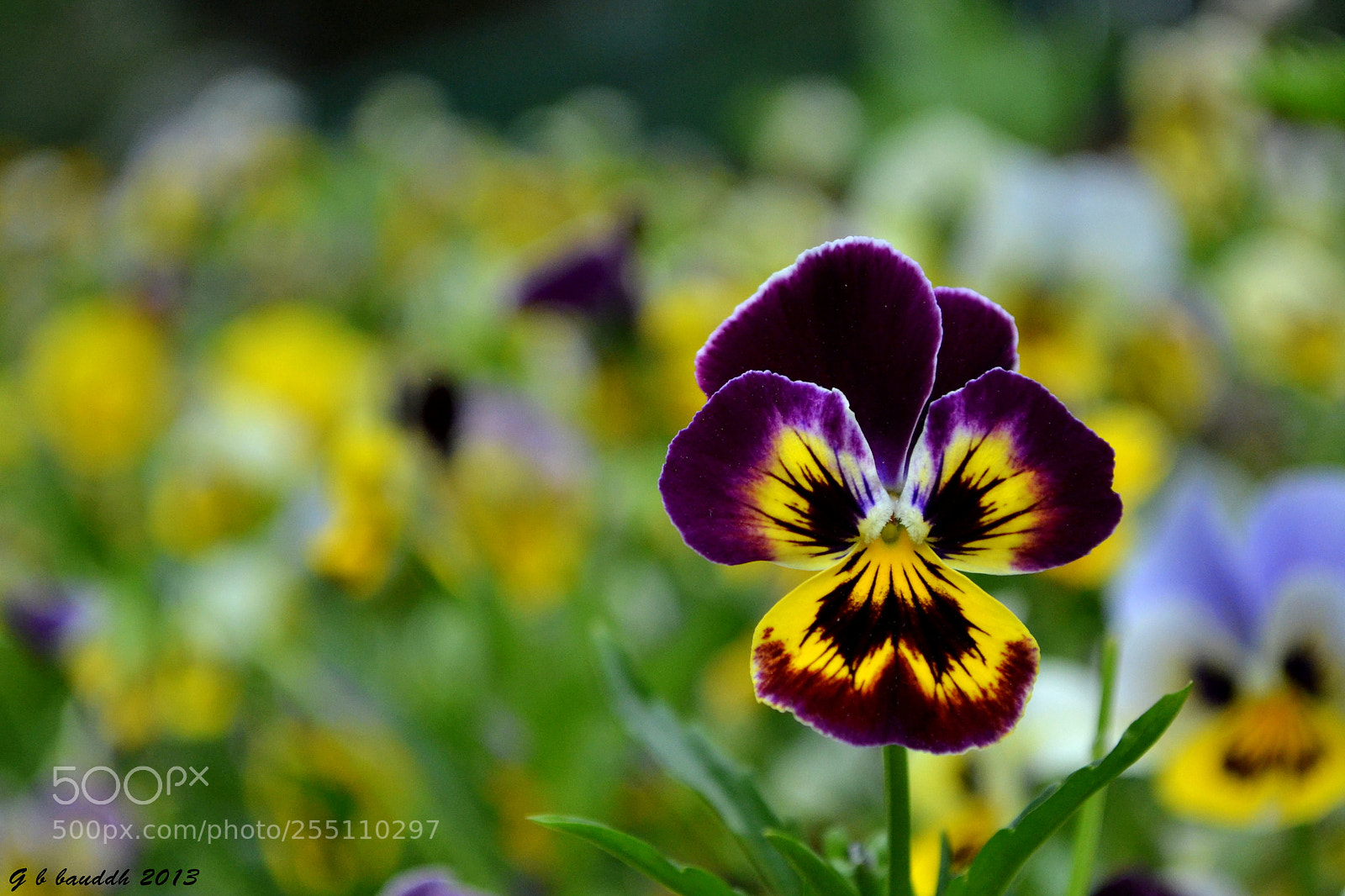 Nikon D3100 sample photo. Earth's smile photography