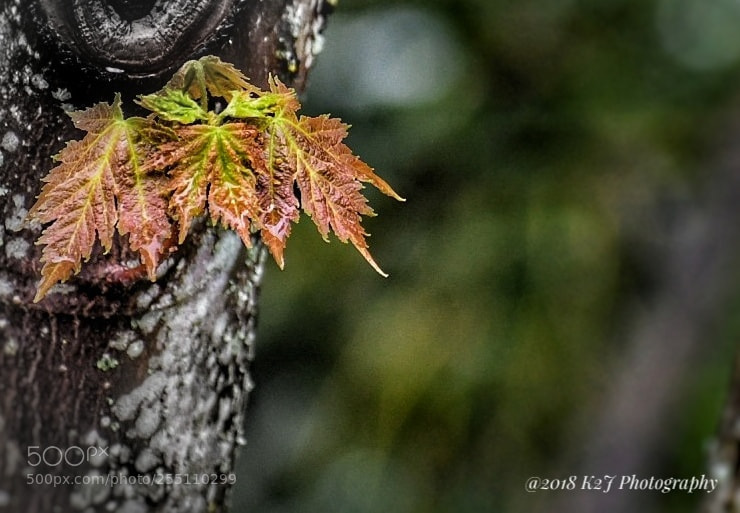 Nikon D7500 sample photo. When nature fill colors photography