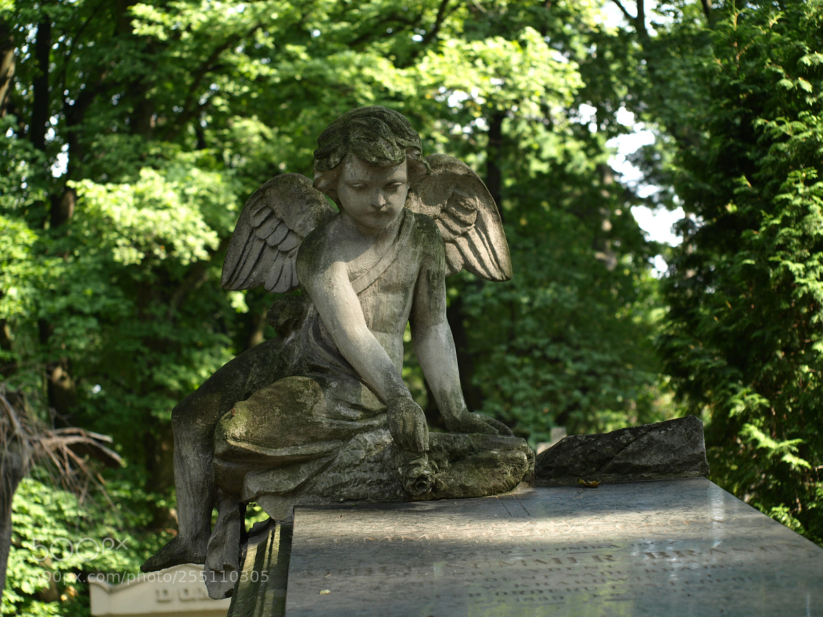 Olympus E-510 (EVOLT E-510) sample photo. Angel photography