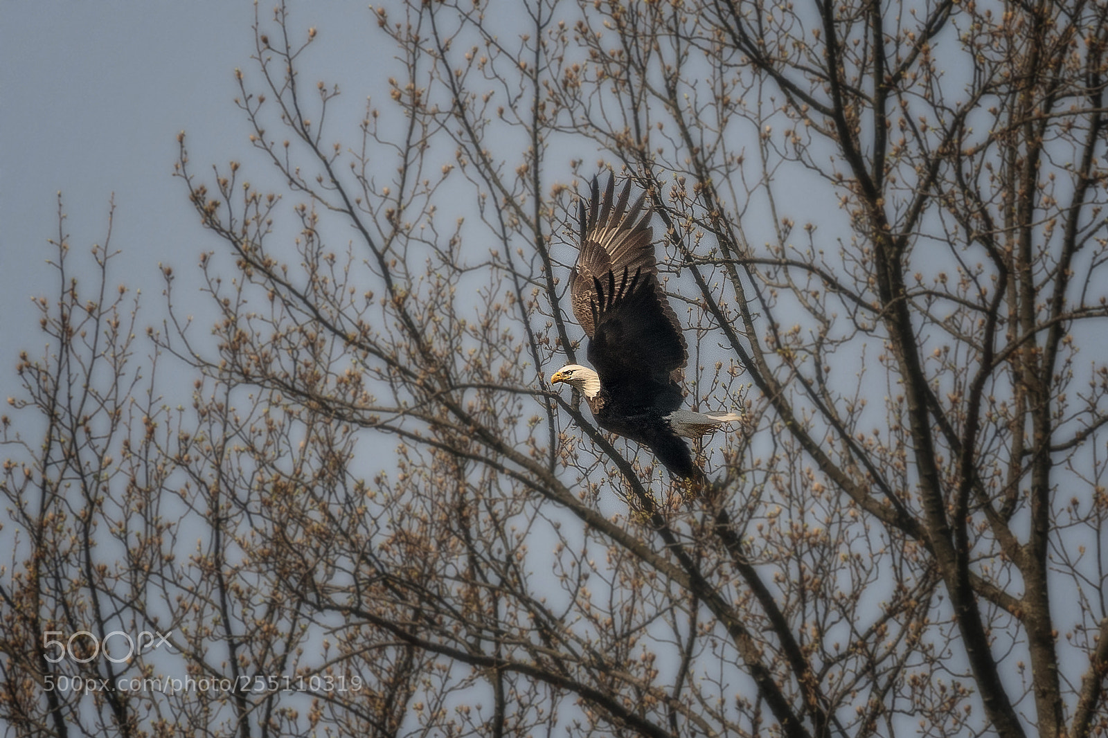Canon EOS 7D Mark II sample photo. Eagle in flight photography