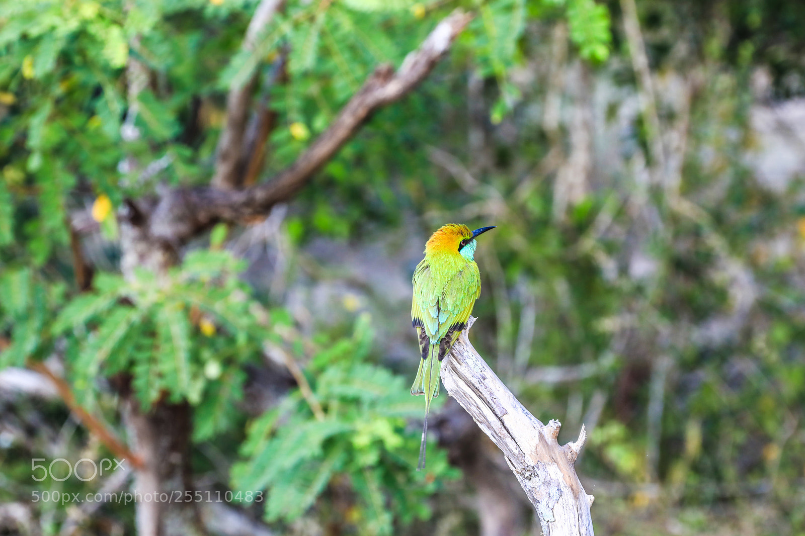 Canon EOS 5D Mark IV sample photo. Sri lanka yala national photography
