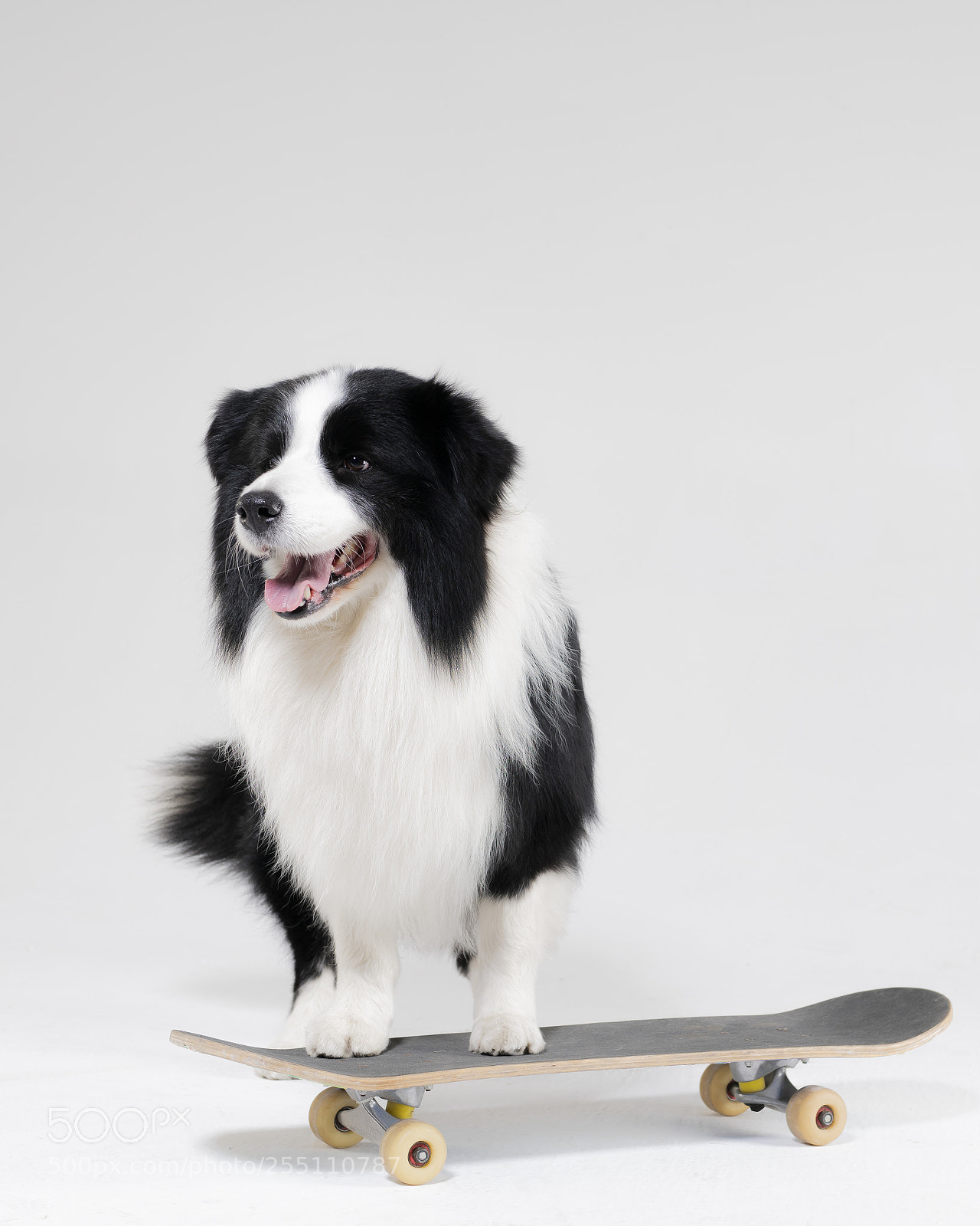 Sony a99 II sample photo. Pet photography