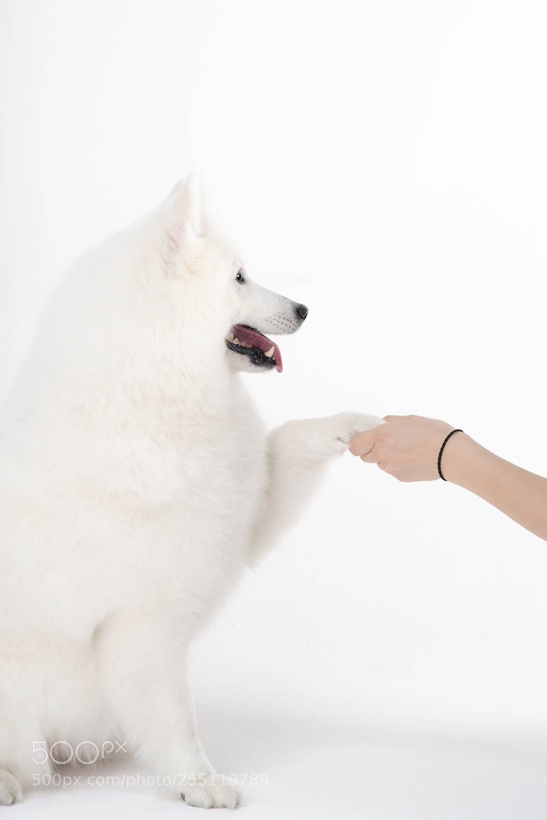 Sony a99 II sample photo. Pet photography