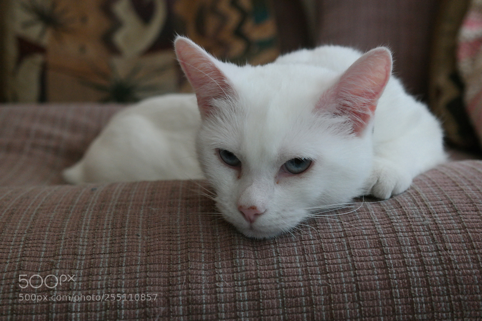 Samsung NX30 sample photo. Angel kitty photography