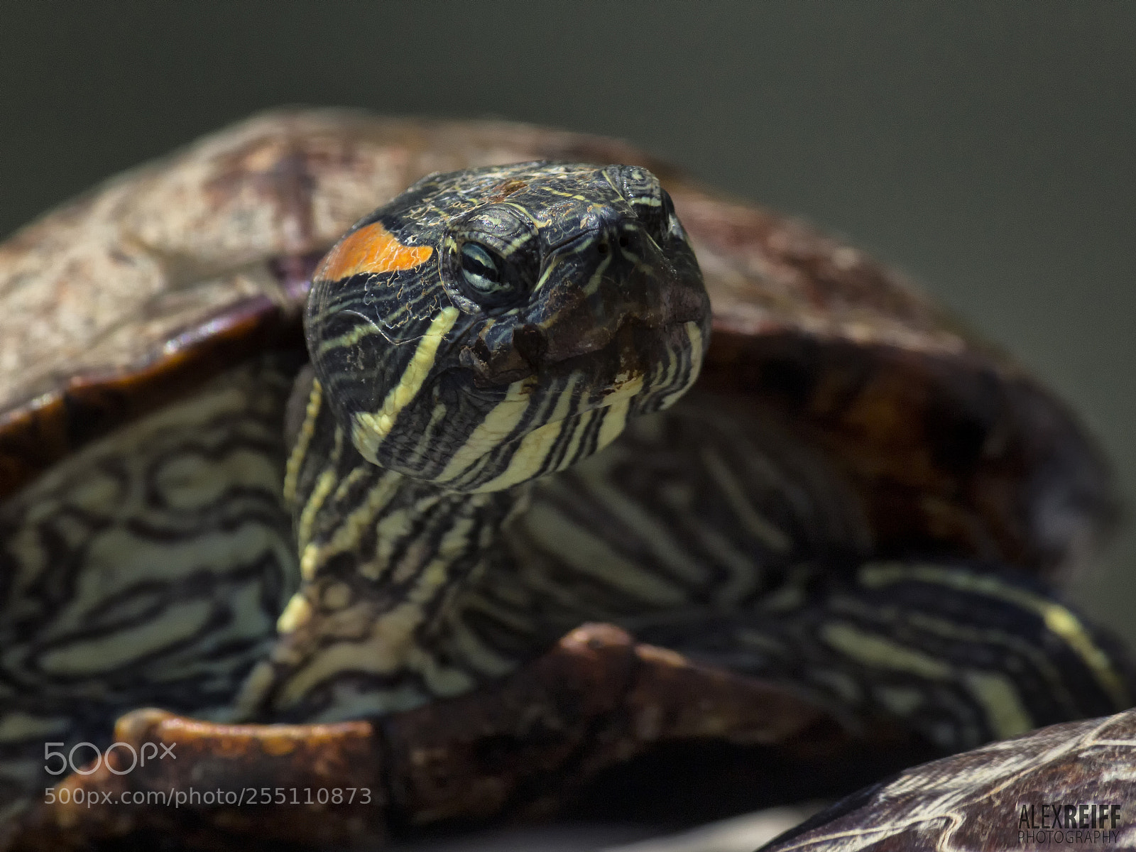 Canon EOS 100D (EOS Rebel SL1 / EOS Kiss X7) sample photo. Turtle photography