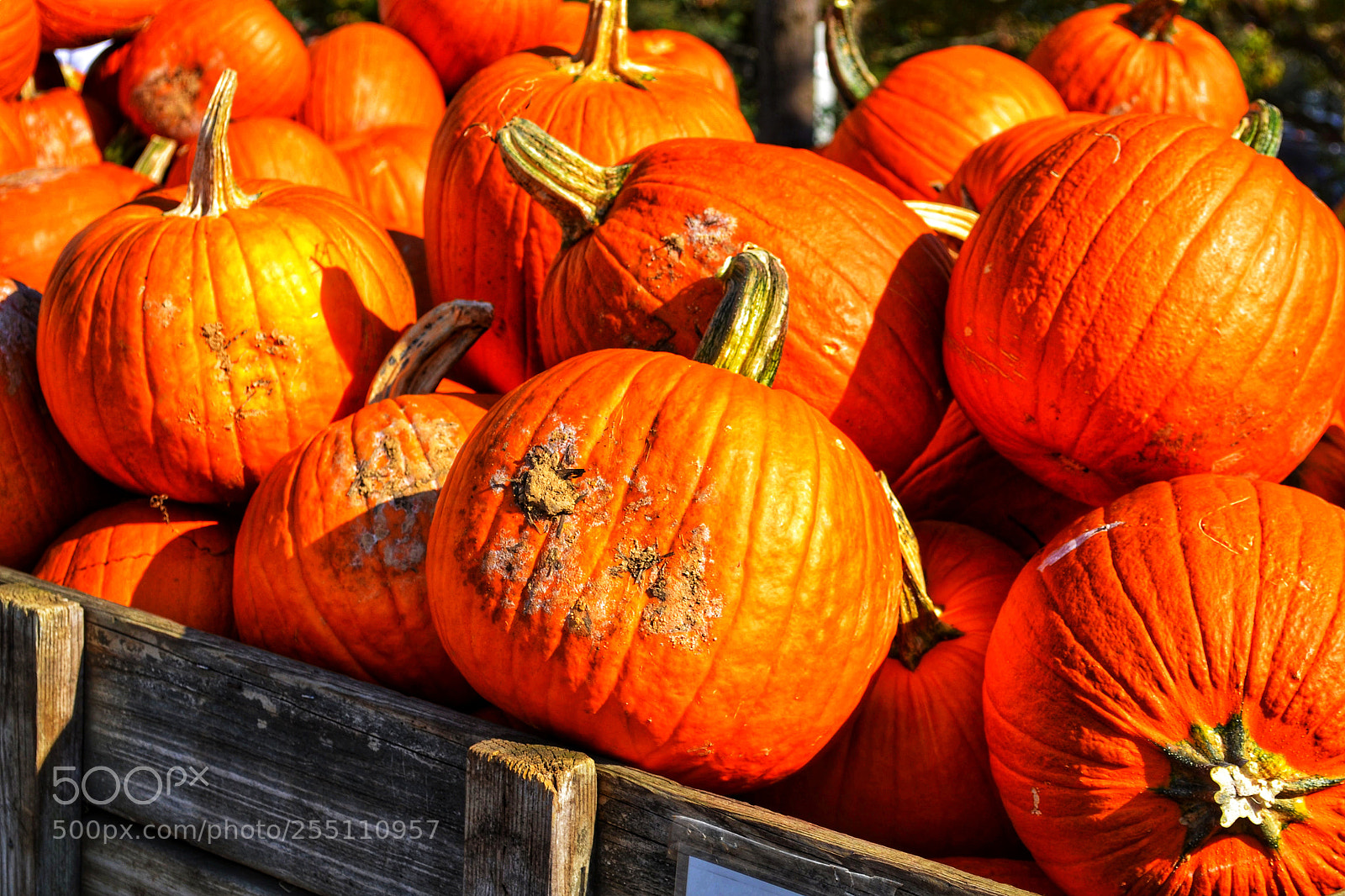 Nikon D3100 sample photo. Pumpkin patch photography