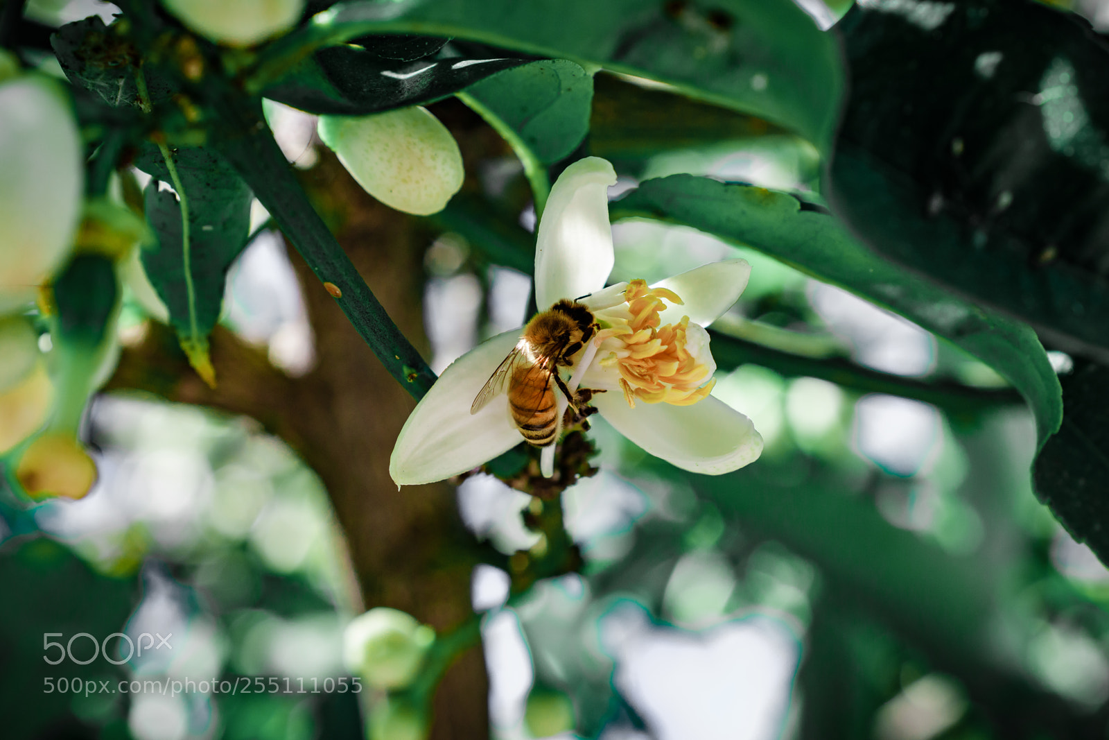 Nikon D7500 sample photo. Pollenation photography