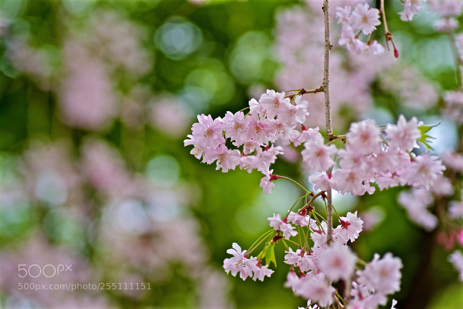 Pentax K-1 sample photo. Weeping cherry photography