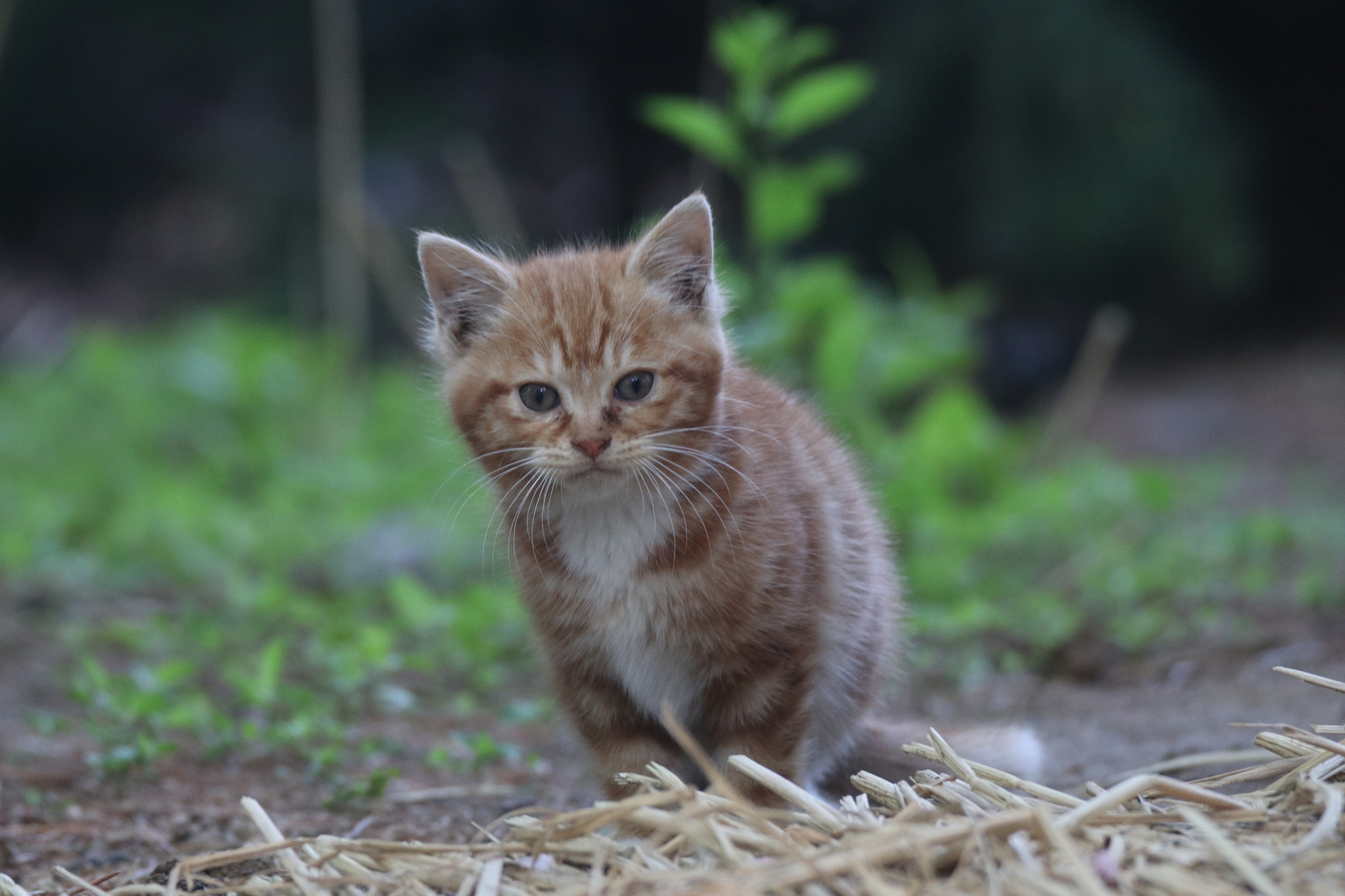 Tamron SP 150-600mm F5-6.3 Di VC USD sample photo. 萌猫little cute cat photography