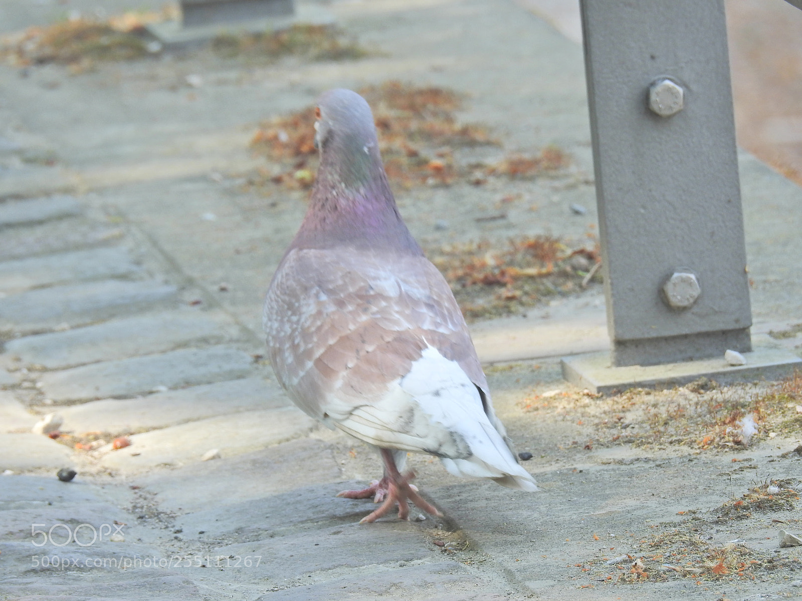 Nikon Coolpix P900 sample photo. Pigeon walking away photography