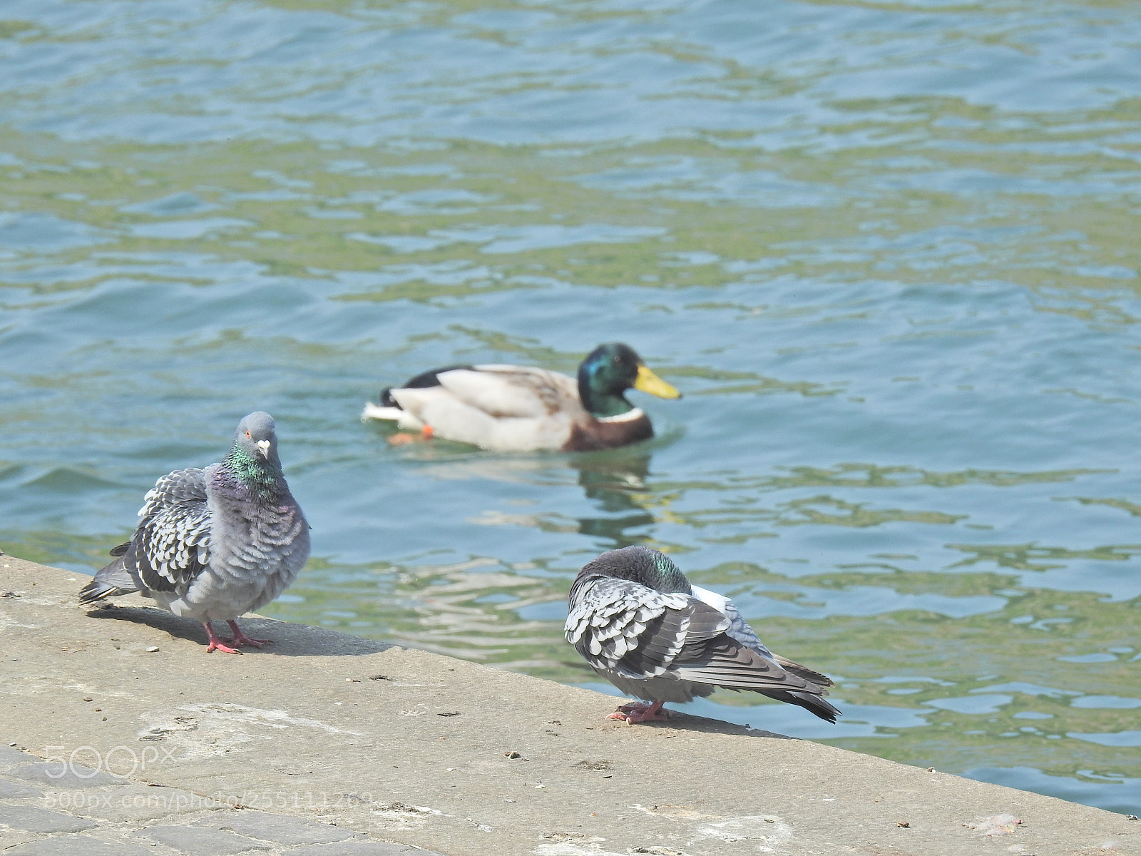 Nikon Coolpix P900 sample photo. One duck swimming photography