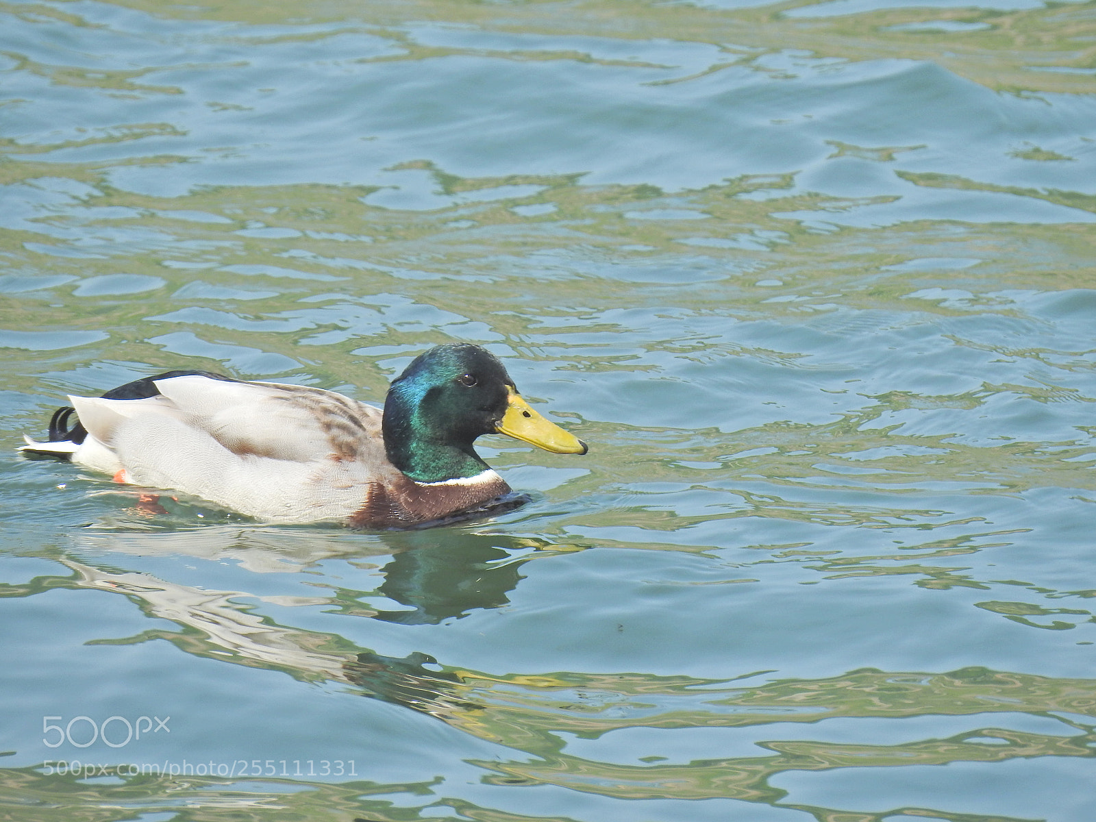 Nikon Coolpix P900 sample photo. Swimming duck photography
