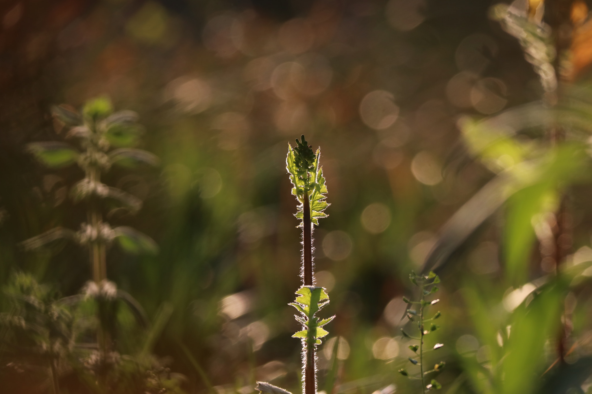 Tamron SP 150-600mm F5-6.3 Di VC USD sample photo. 晨曦dawn photography