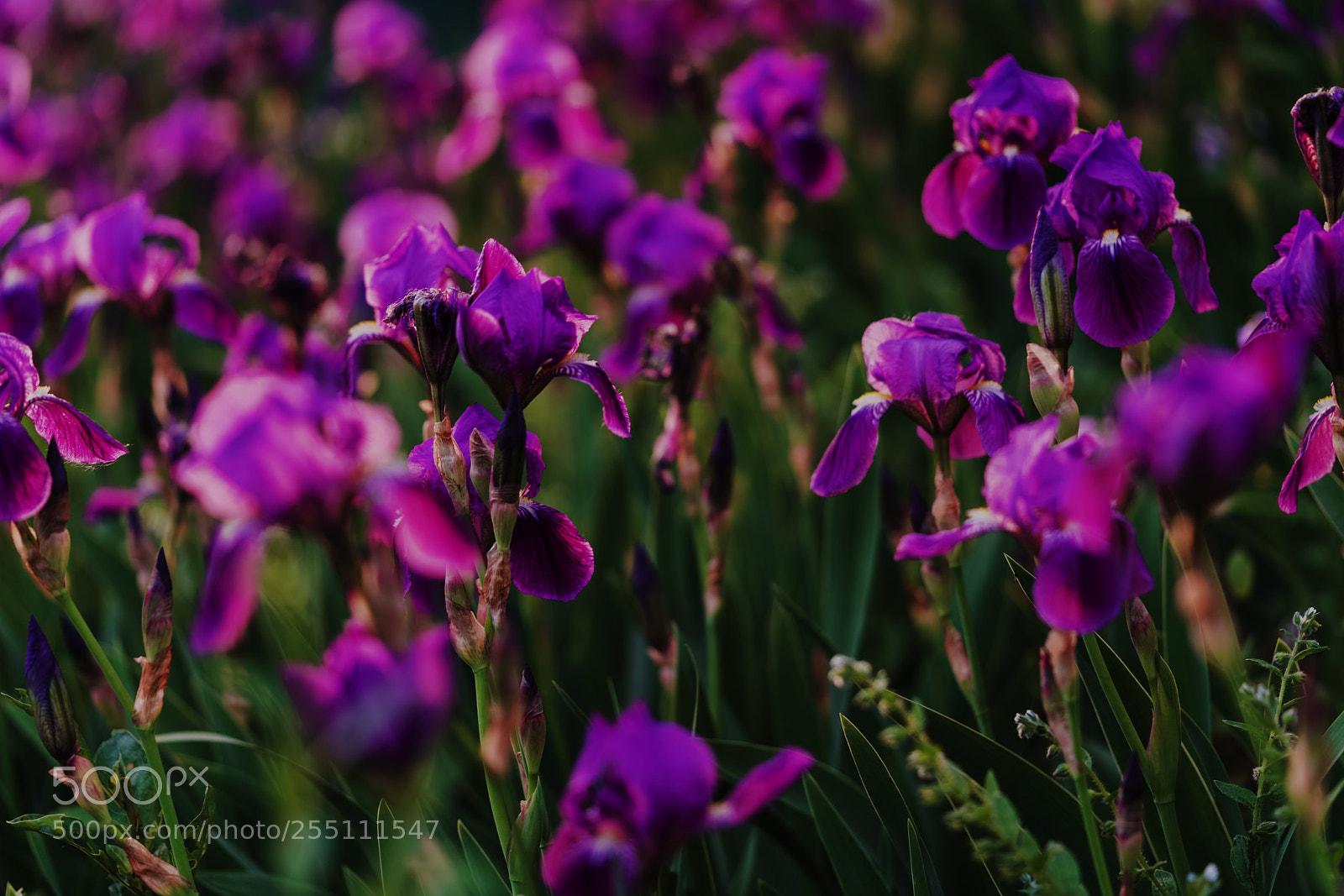 Sony a7R II sample photo. Iris-1 photography