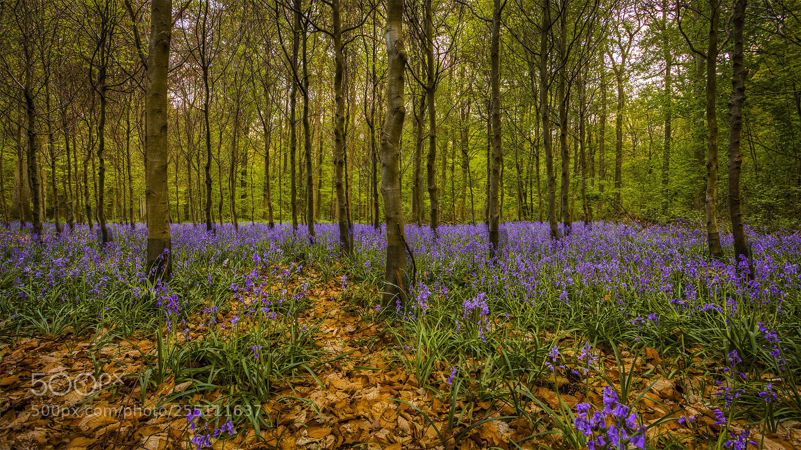 Canon EOS 5D Mark IV sample photo. Spring photography