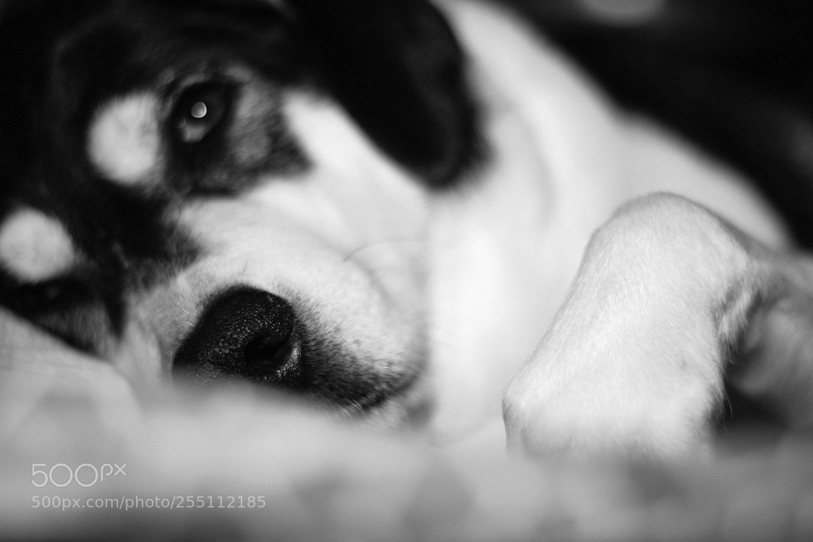 Fujifilm X-T2 sample photo. Roxie - fujifilm xt-2 photography