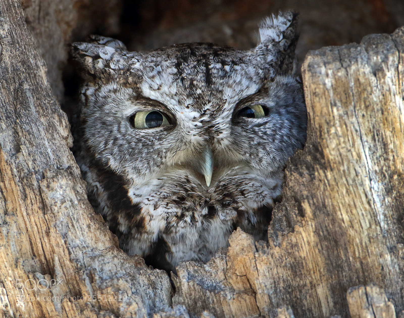 Canon EOS 7D Mark II sample photo. Eastern screech owl photography