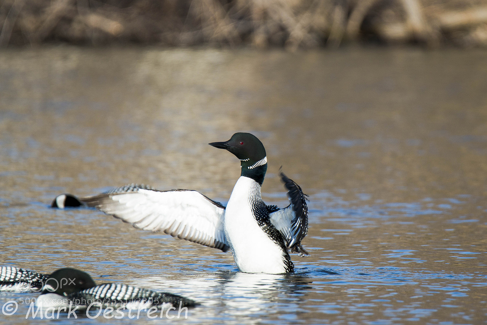 Canon EOS 70D sample photo. Common loon photography