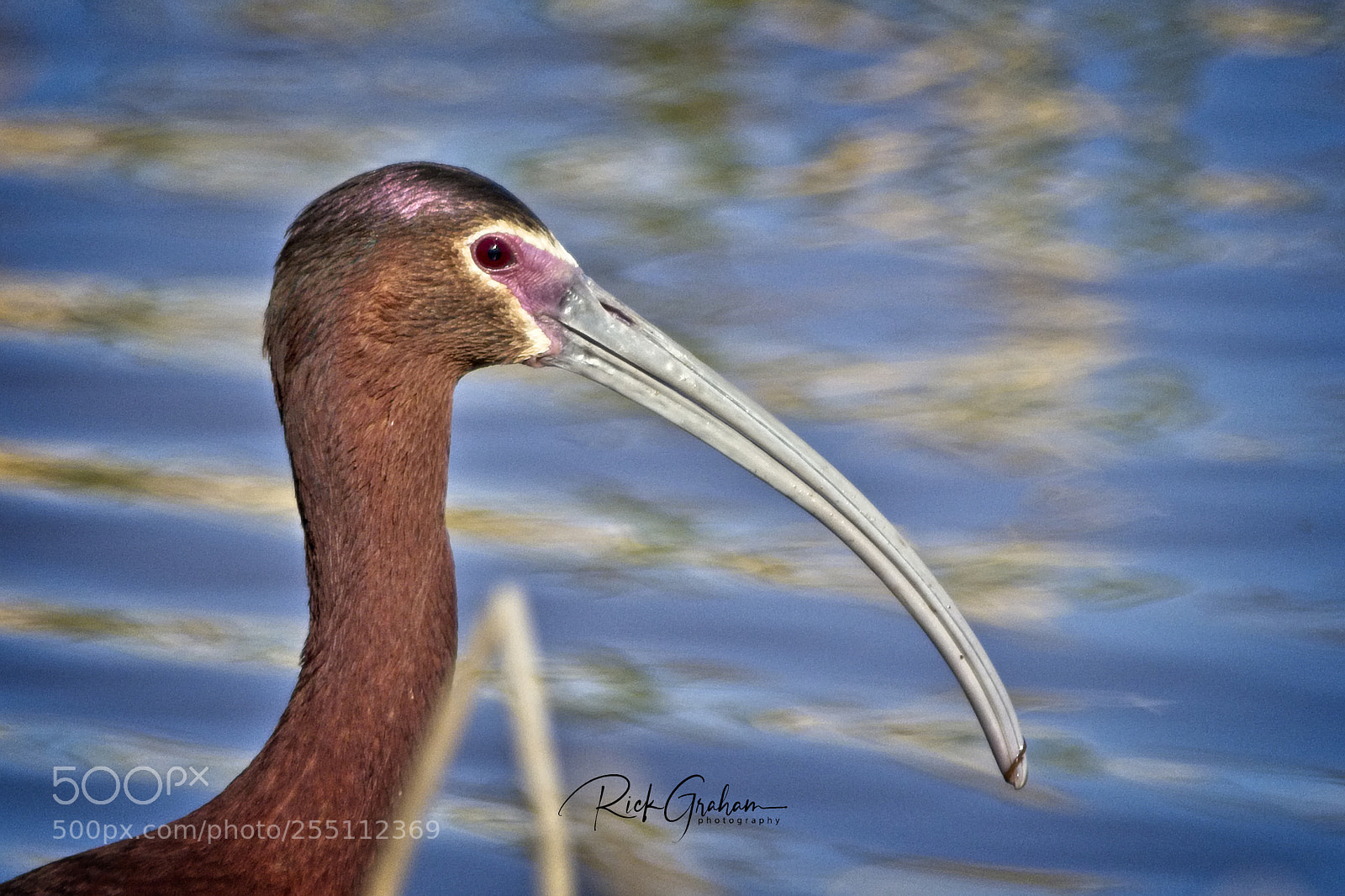 Canon EOS 80D sample photo. White-faced ibis photography