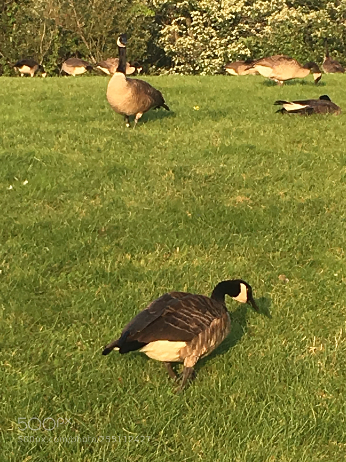 Apple iPhone 6s sample photo. Канадские гуси photography