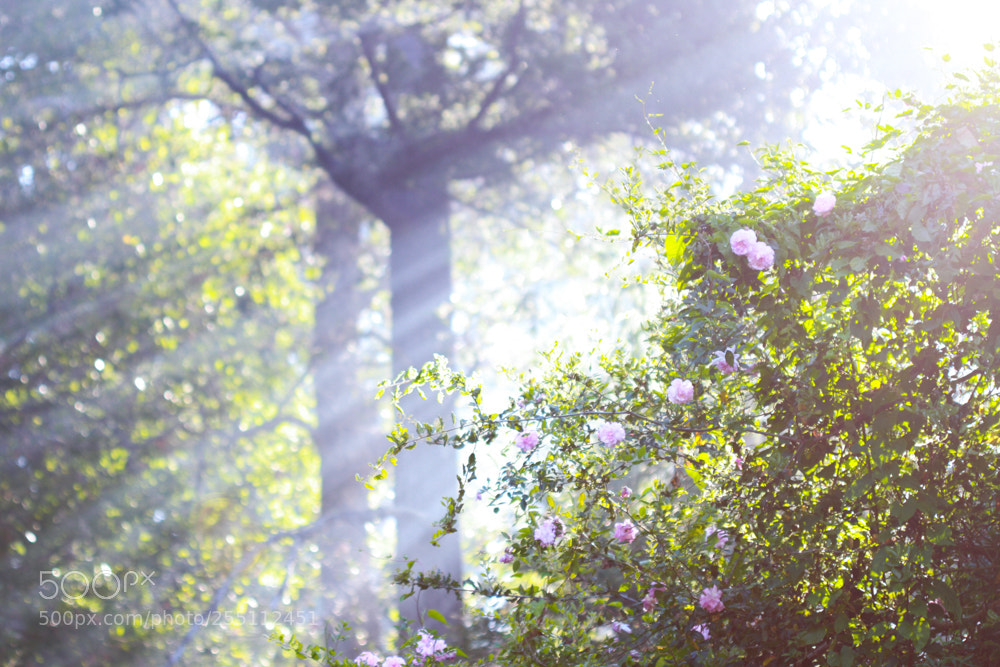 Canon EOS 7D sample photo. Springtime smoke photography