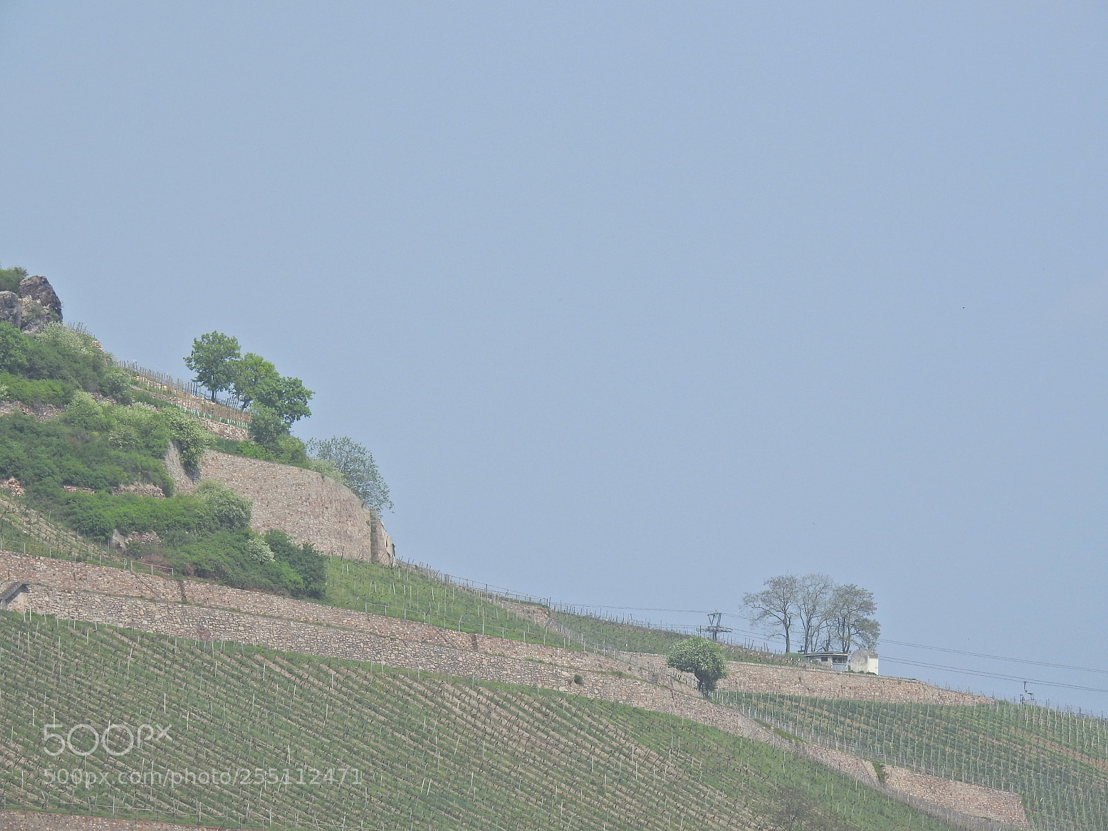 Nikon Coolpix P900 sample photo. Vines at ru desheimer photography