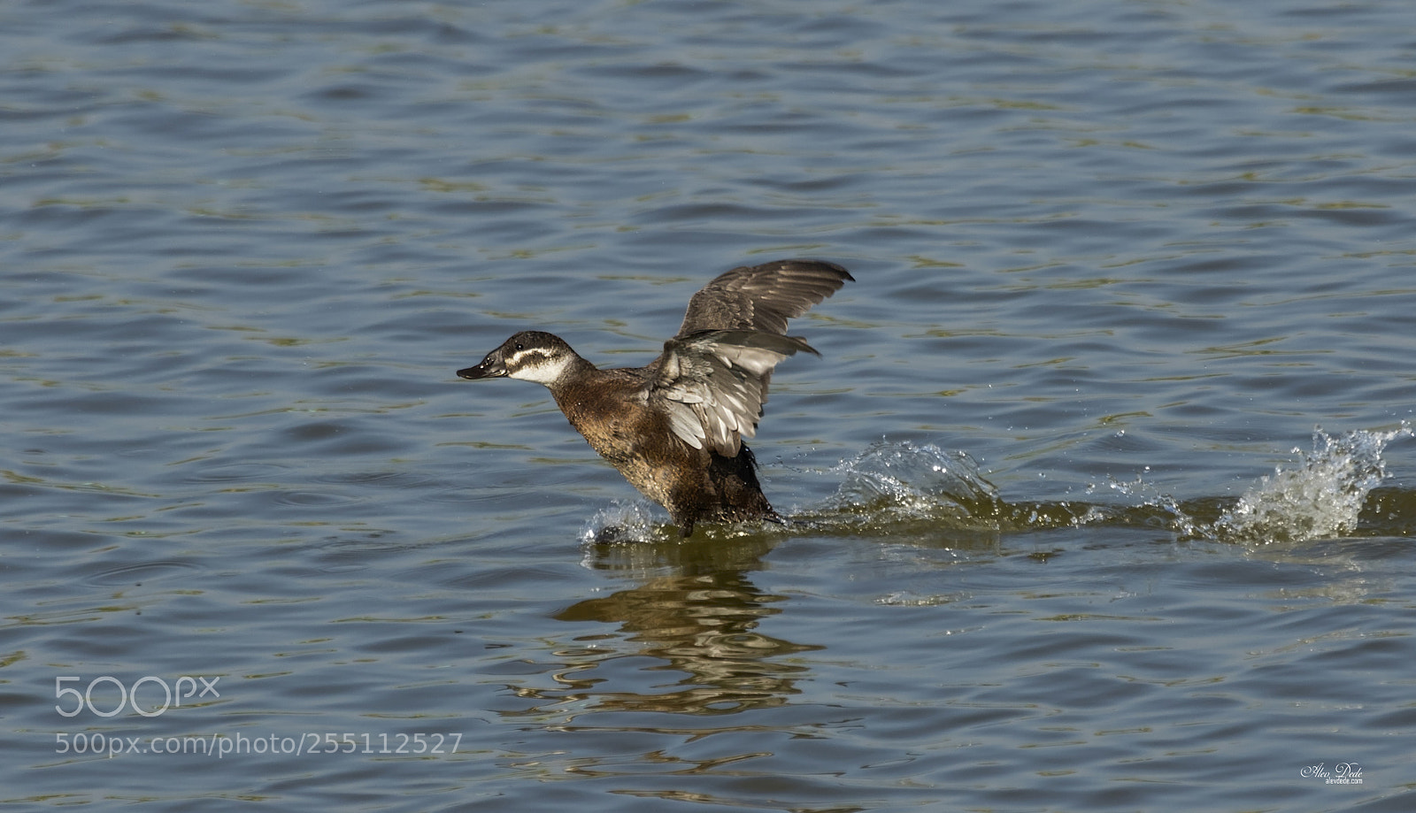 Canon EOS 7D Mark II sample photo. Dikkuyruk - white-headed duck photography