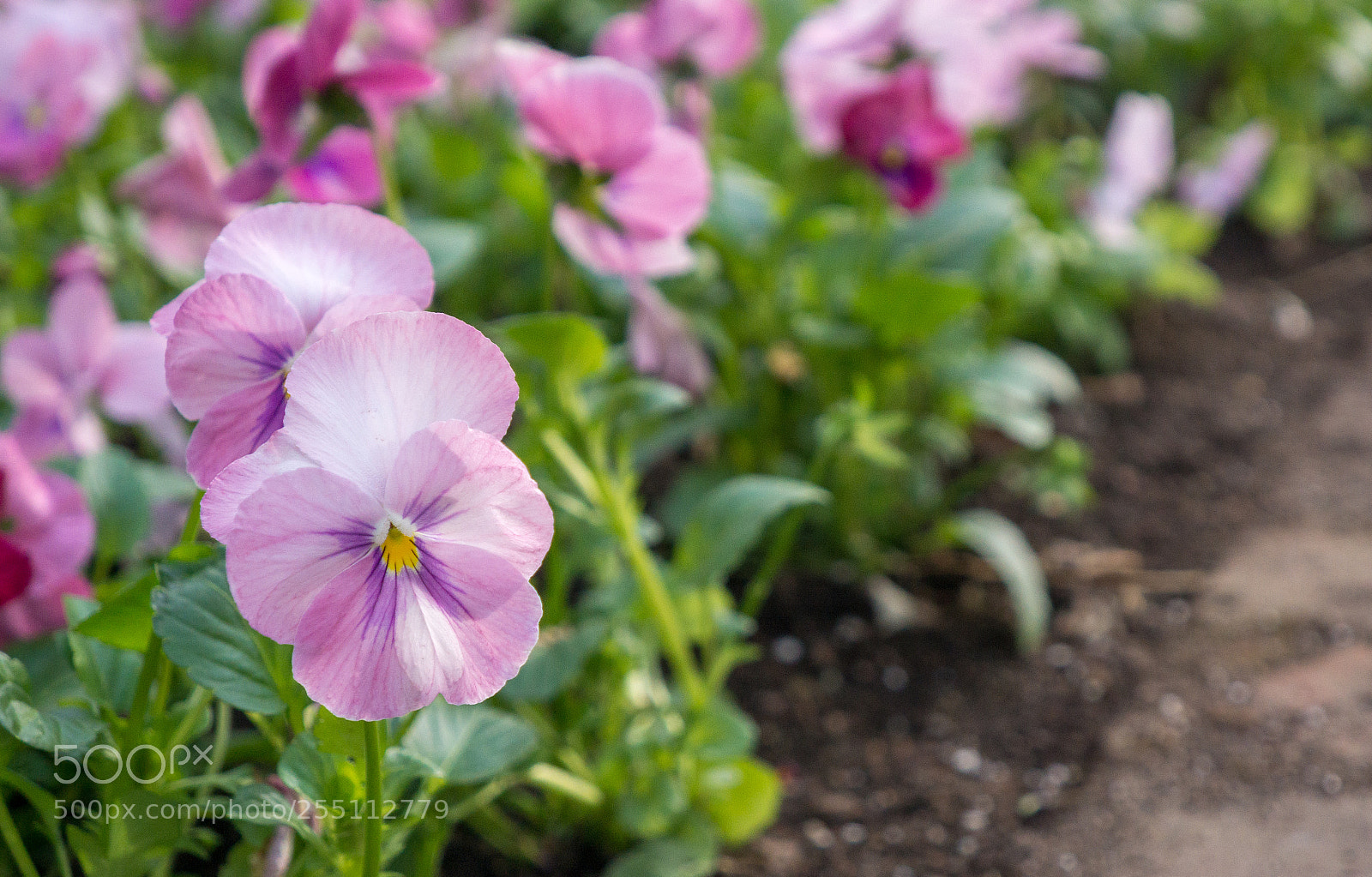Sony Alpha NEX-7 sample photo. Untitled photography