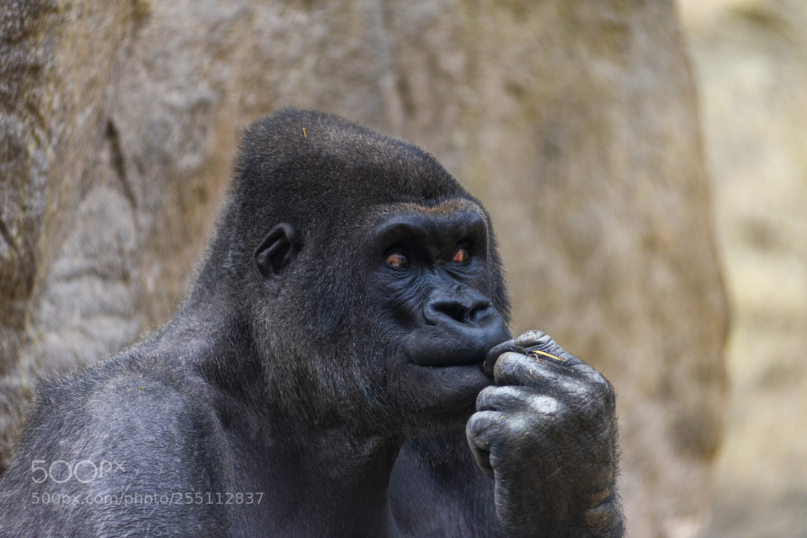 Nikon D810 sample photo. Western lowland gorilla photography