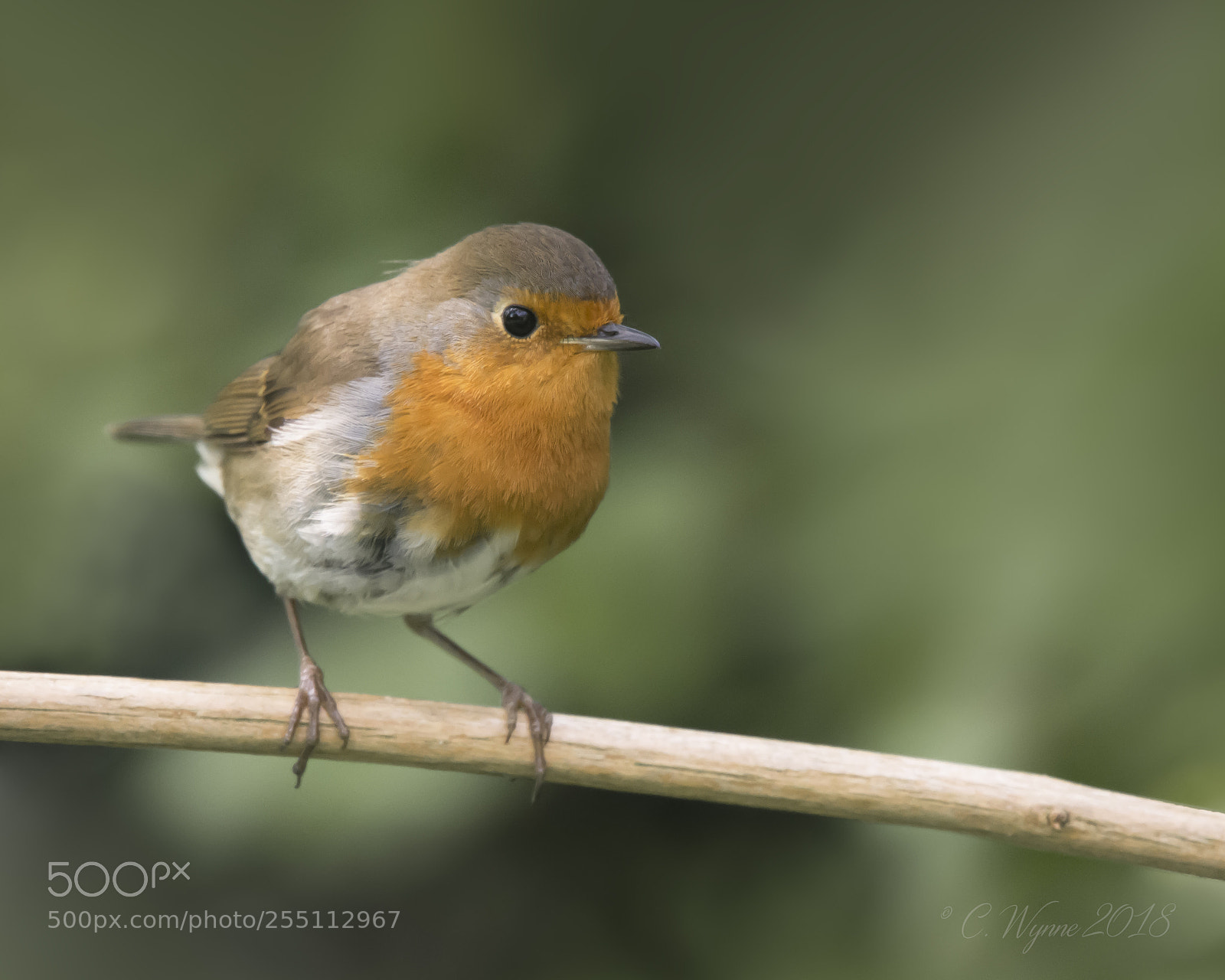 Nikon D7100 sample photo. European robin photography