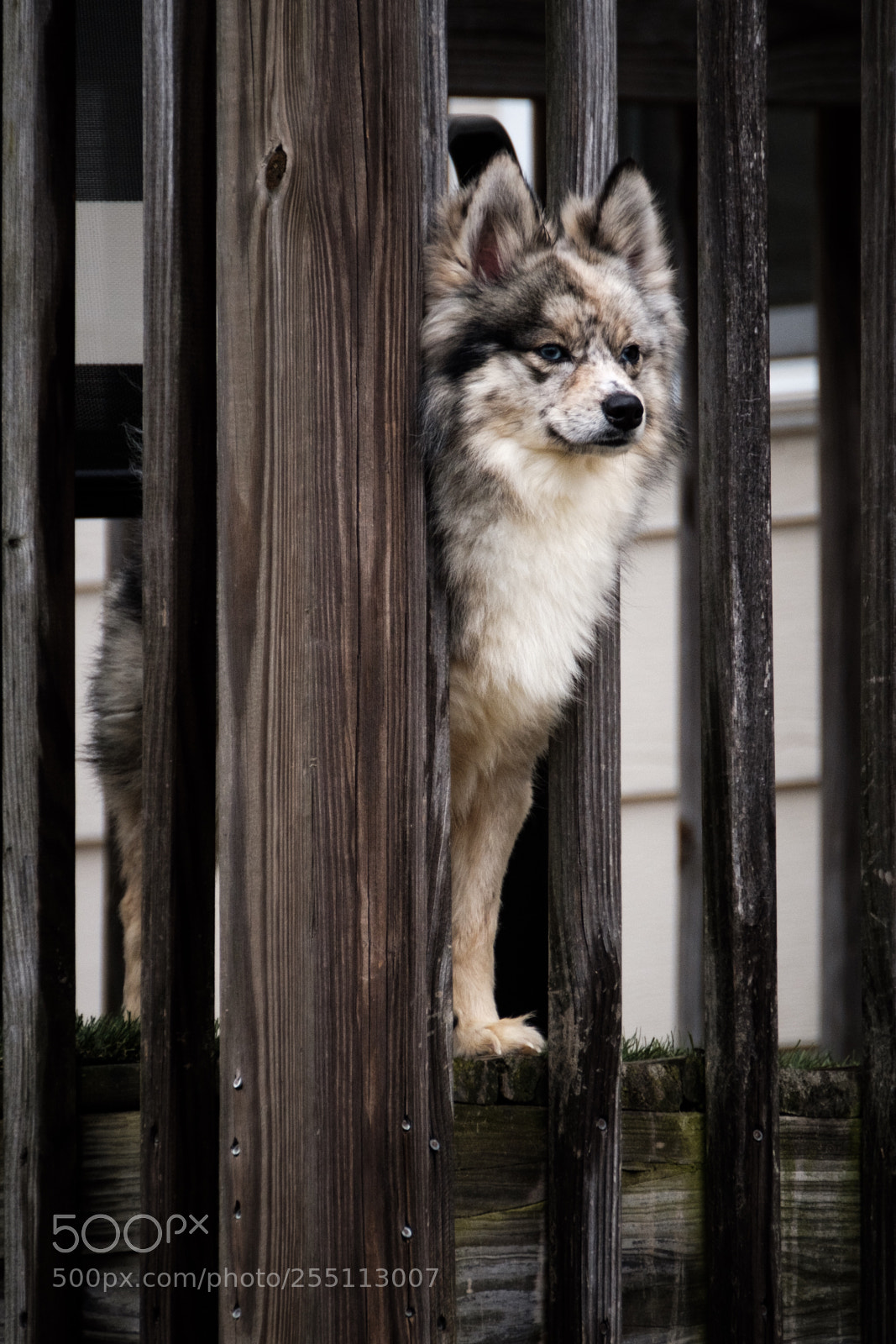 Fujifilm X-T2 sample photo. Neighbors dog  photography