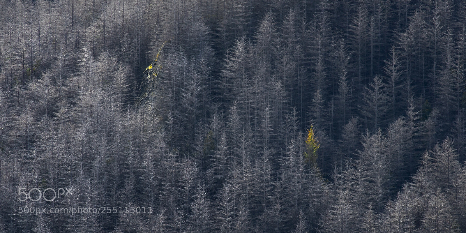 Sony a7R sample photo. Life among starkness photography