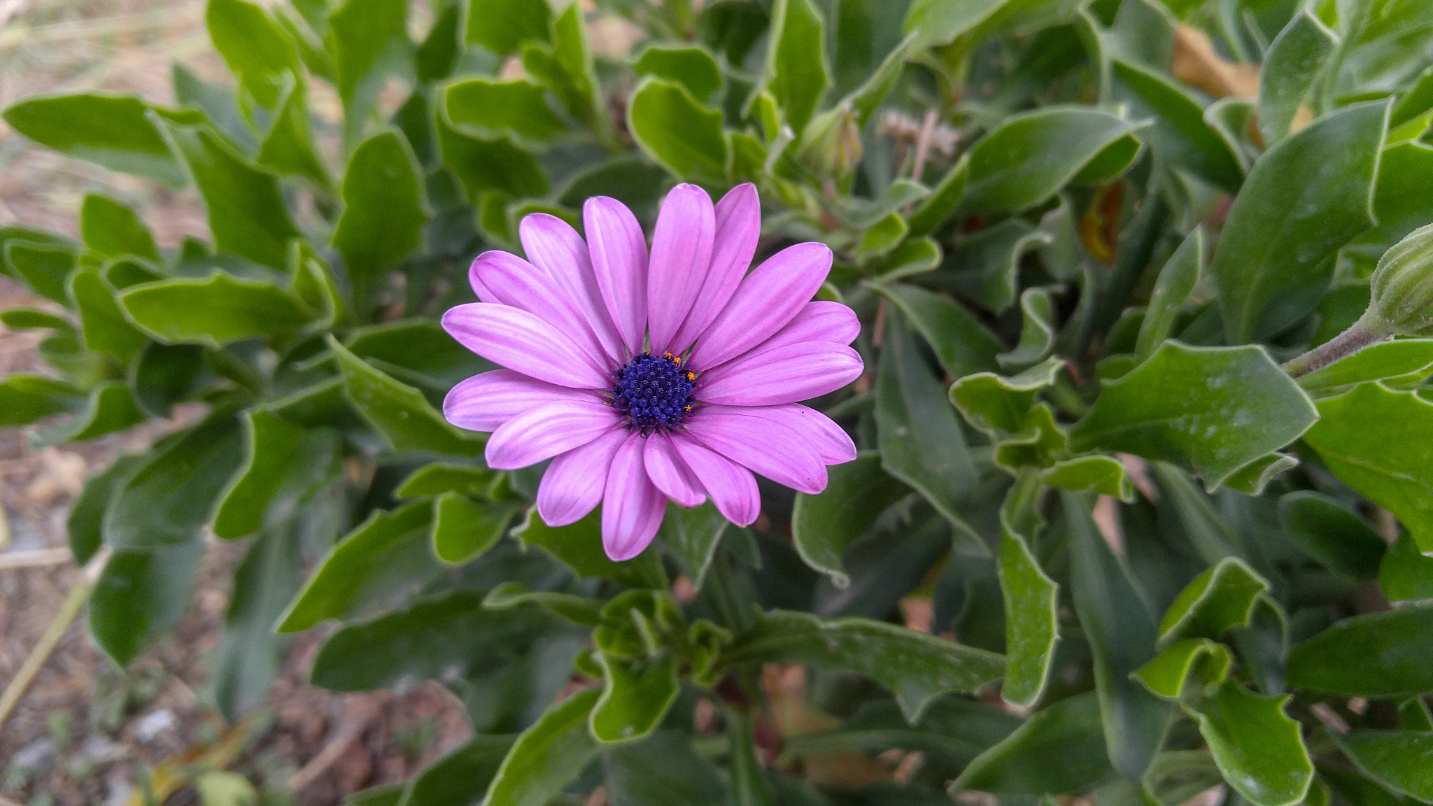 LG V10 sample photo. Purple flower photography