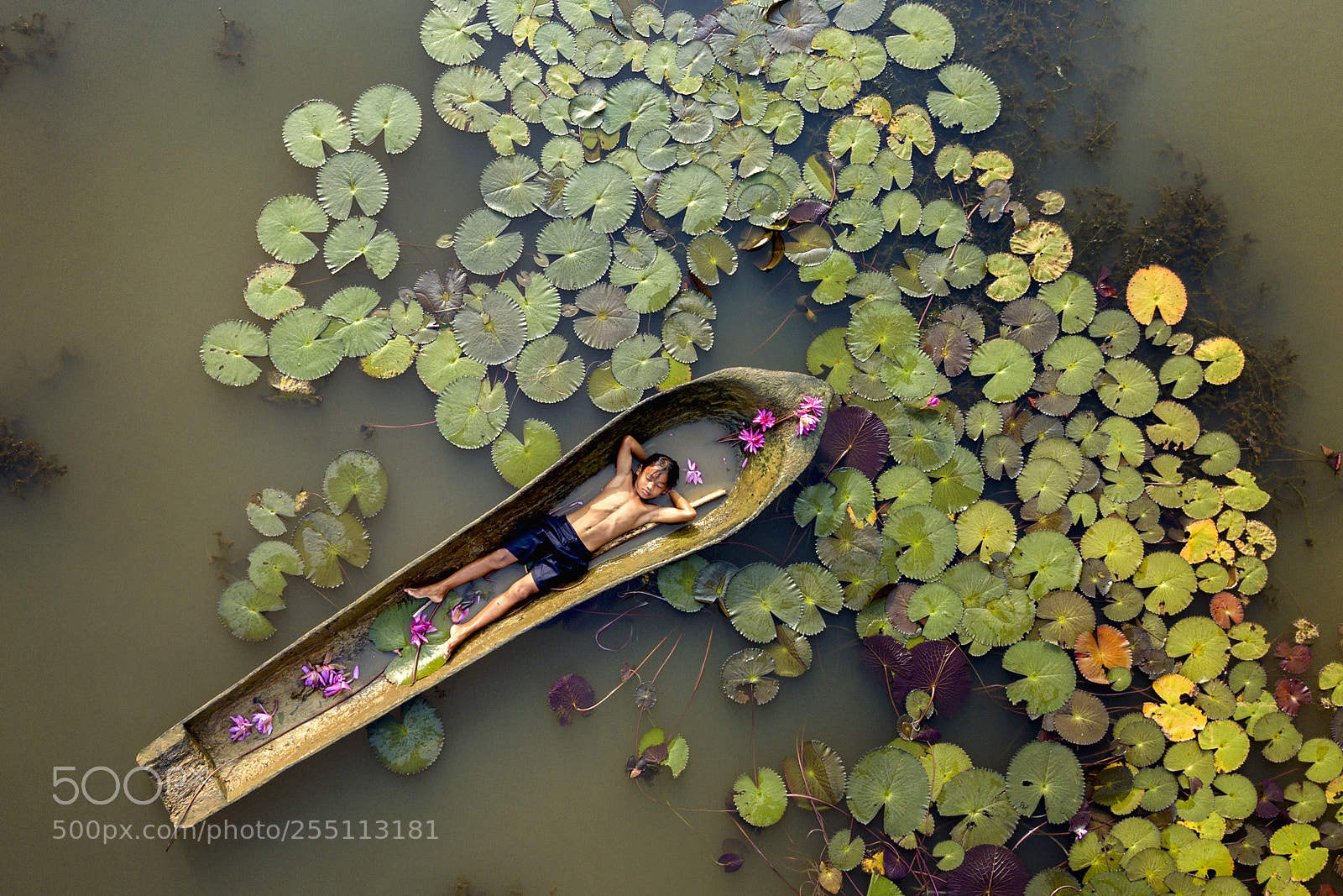 DJI FC220 sample photo. Kampot's lilies pond photography