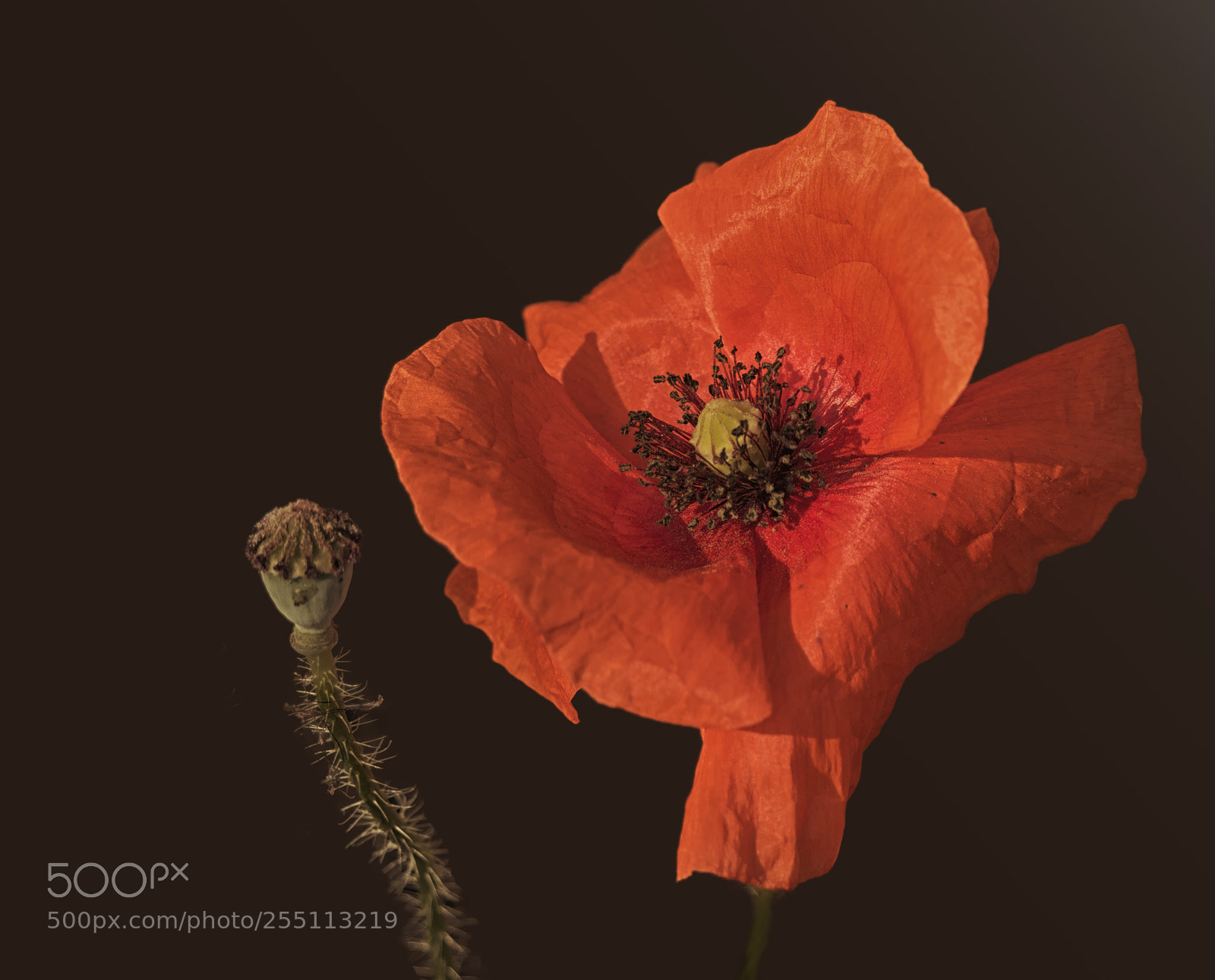 Panasonic Lumix DMC-GH4 sample photo. Lest we forget photography