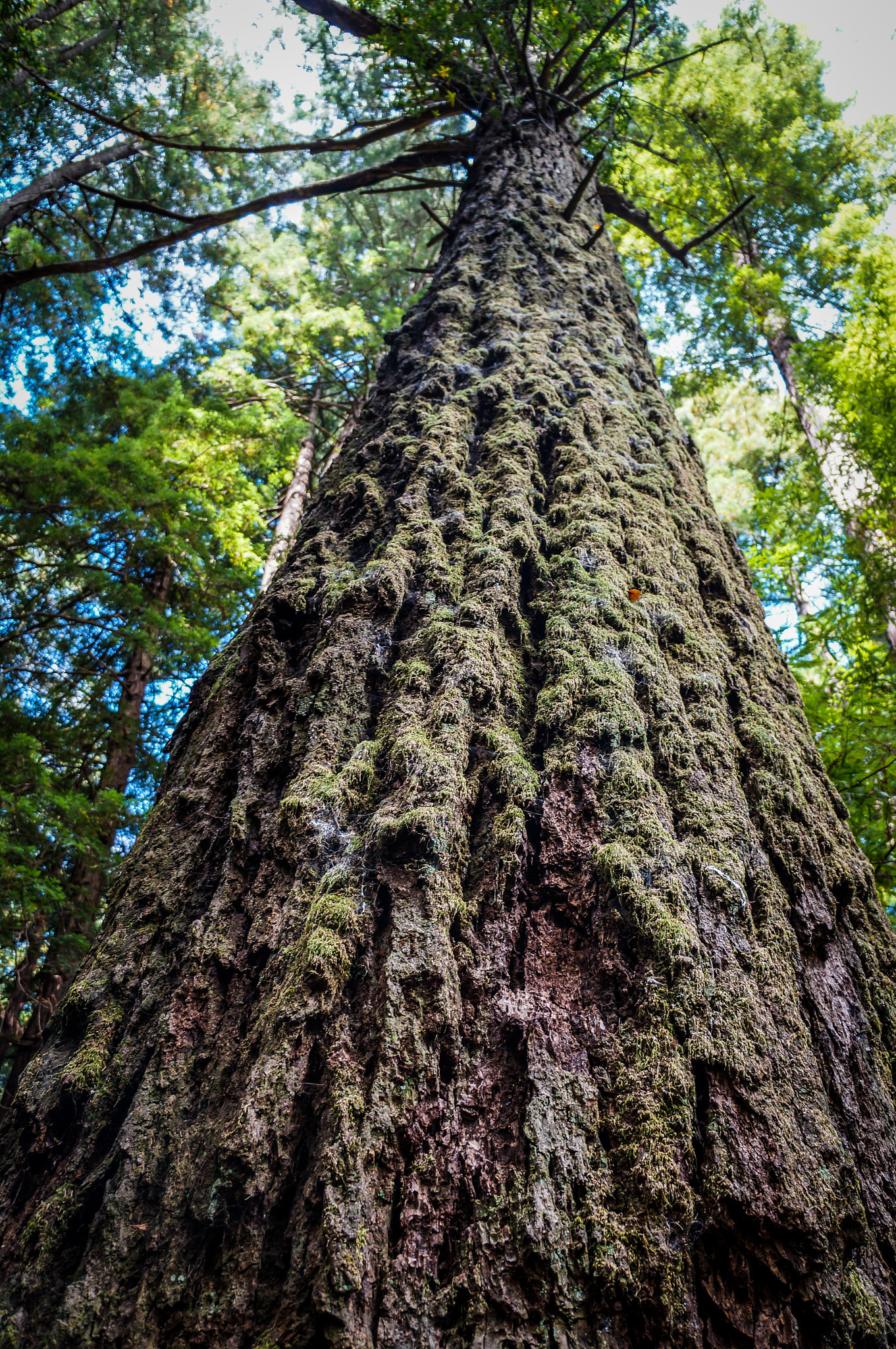Sony Alpha NEX-F3 sample photo. Sequoia at muir woods national park photography