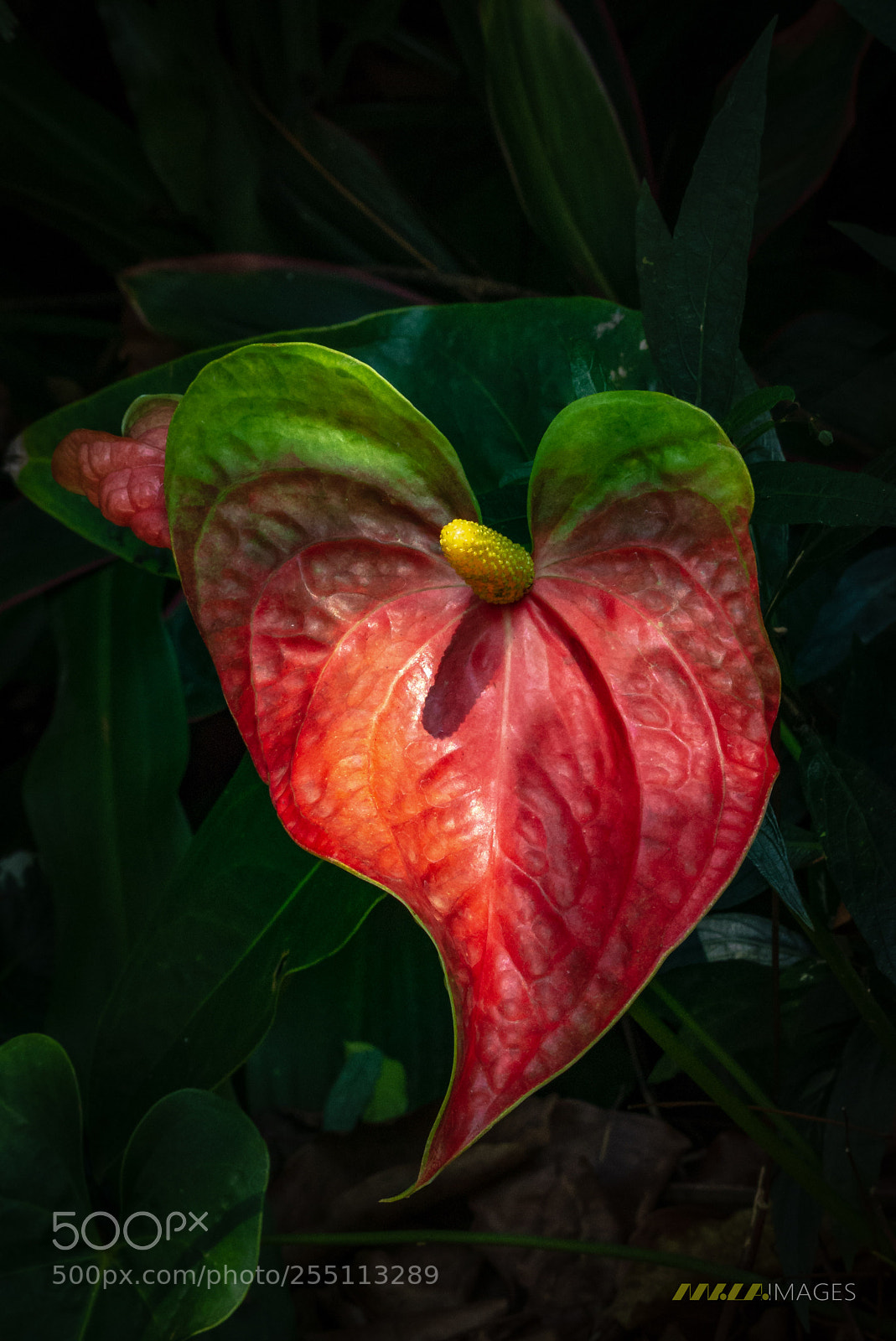 Panasonic Lumix DMC-FZ200 sample photo. Flowers of ko samui photography